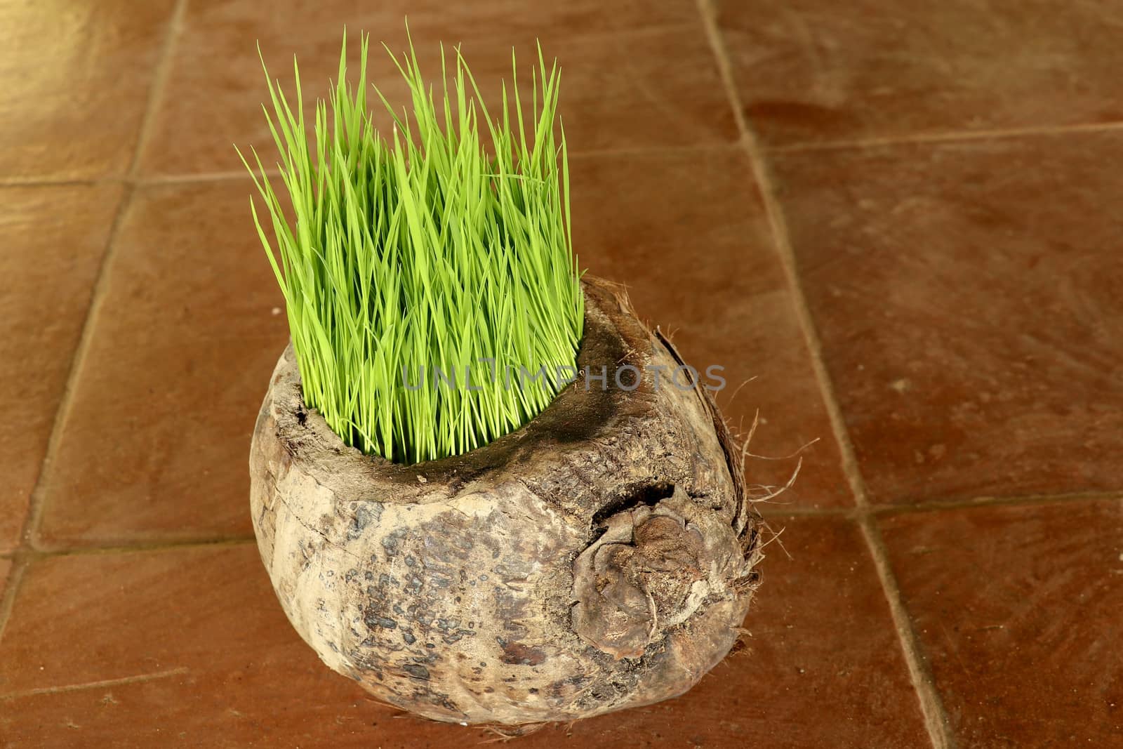 Planting Sprout in Earth Day. Bunch of young rice plants in natural pot made of old dry coconut. A new beginning life in the form of rice seedlings. Flower pot on background with brown ceramic tiles.