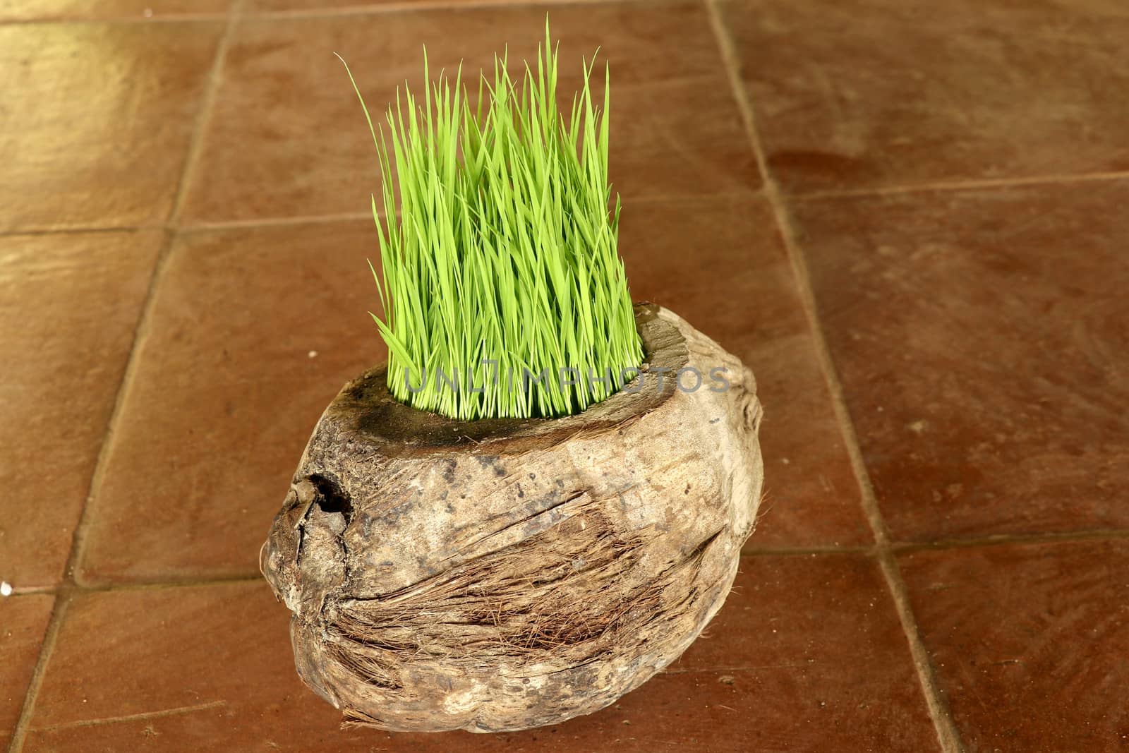 Planting Sprout in Earth Day. Bunch of young rice plants in natural pot made of old dry coconut. A new beginning life in the form of rice seedlings. Flower pot on background with brown ceramic tiles.