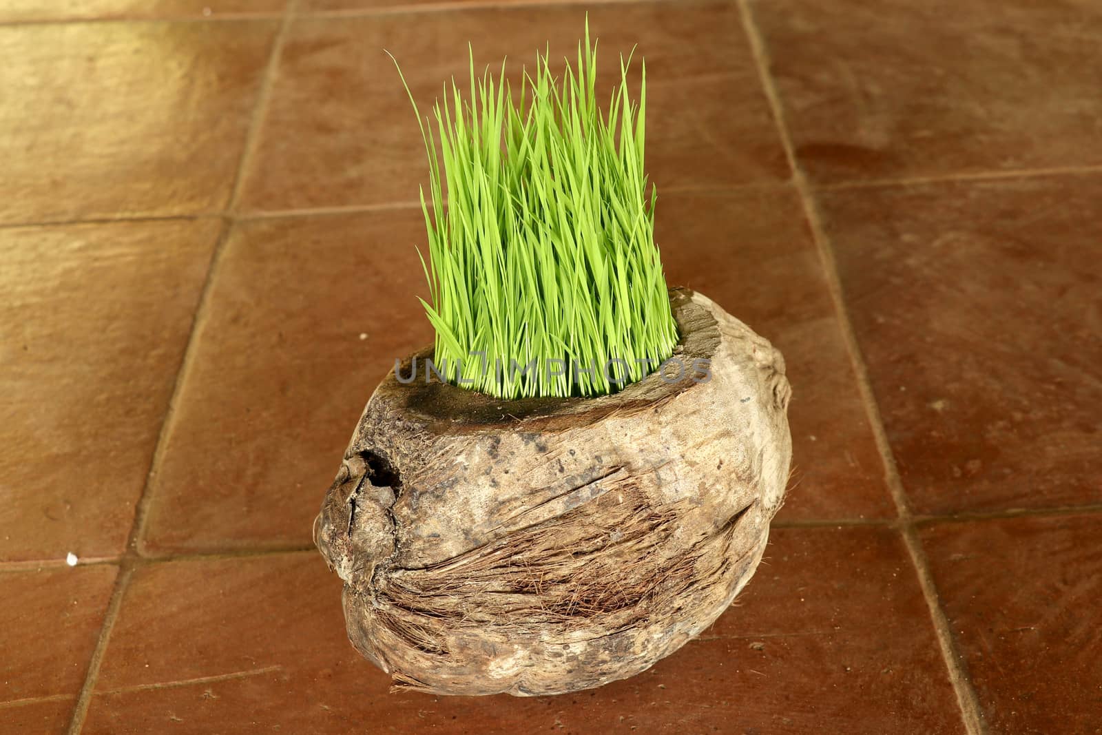Planting Sprout in Earth Day. Bunch of young rice plants in natural pot made of old dry coconut. A new beginning life in the form of rice seedlings. Flower pot on background with brown ceramic tiles.