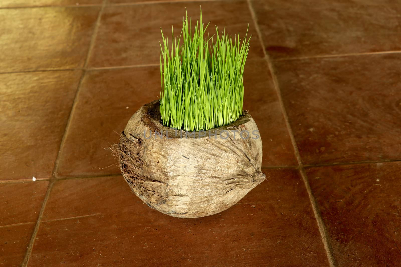 Planting Sprout in Earth Day. Bunch of young rice plants in natural pot made of old dry coconut. A new beginning life in the form of rice seedlings. Flower pot on background with brown ceramic tiles.