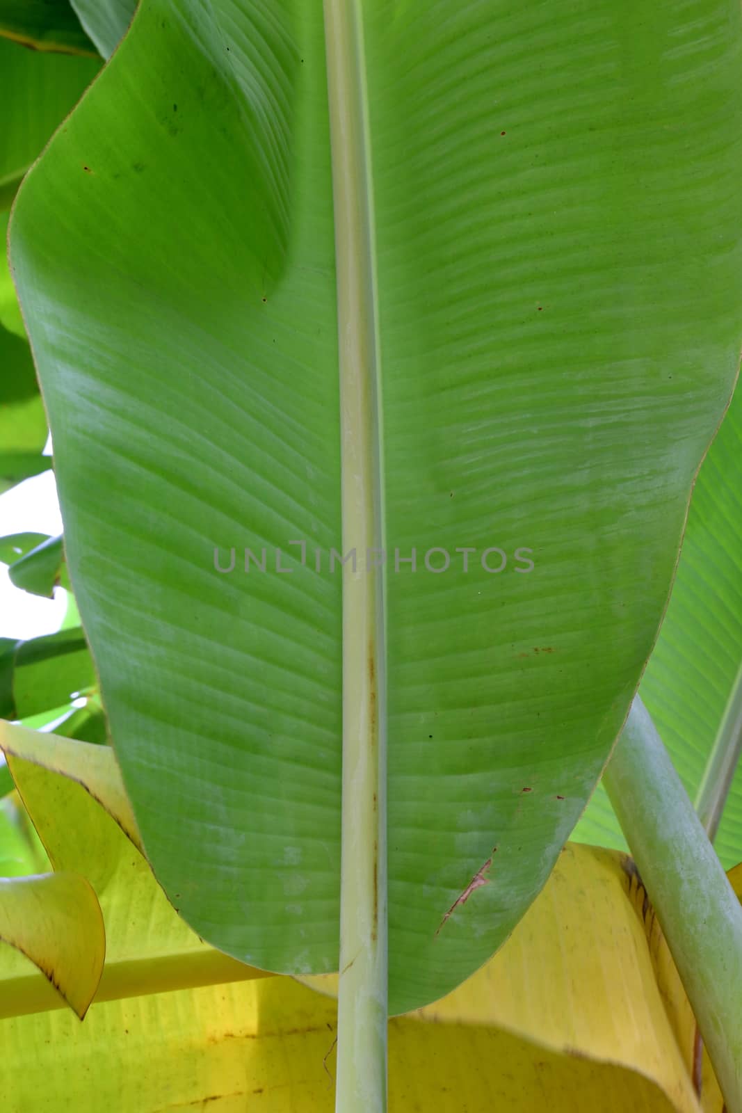 banana leaves on tree banana by cgdeaw