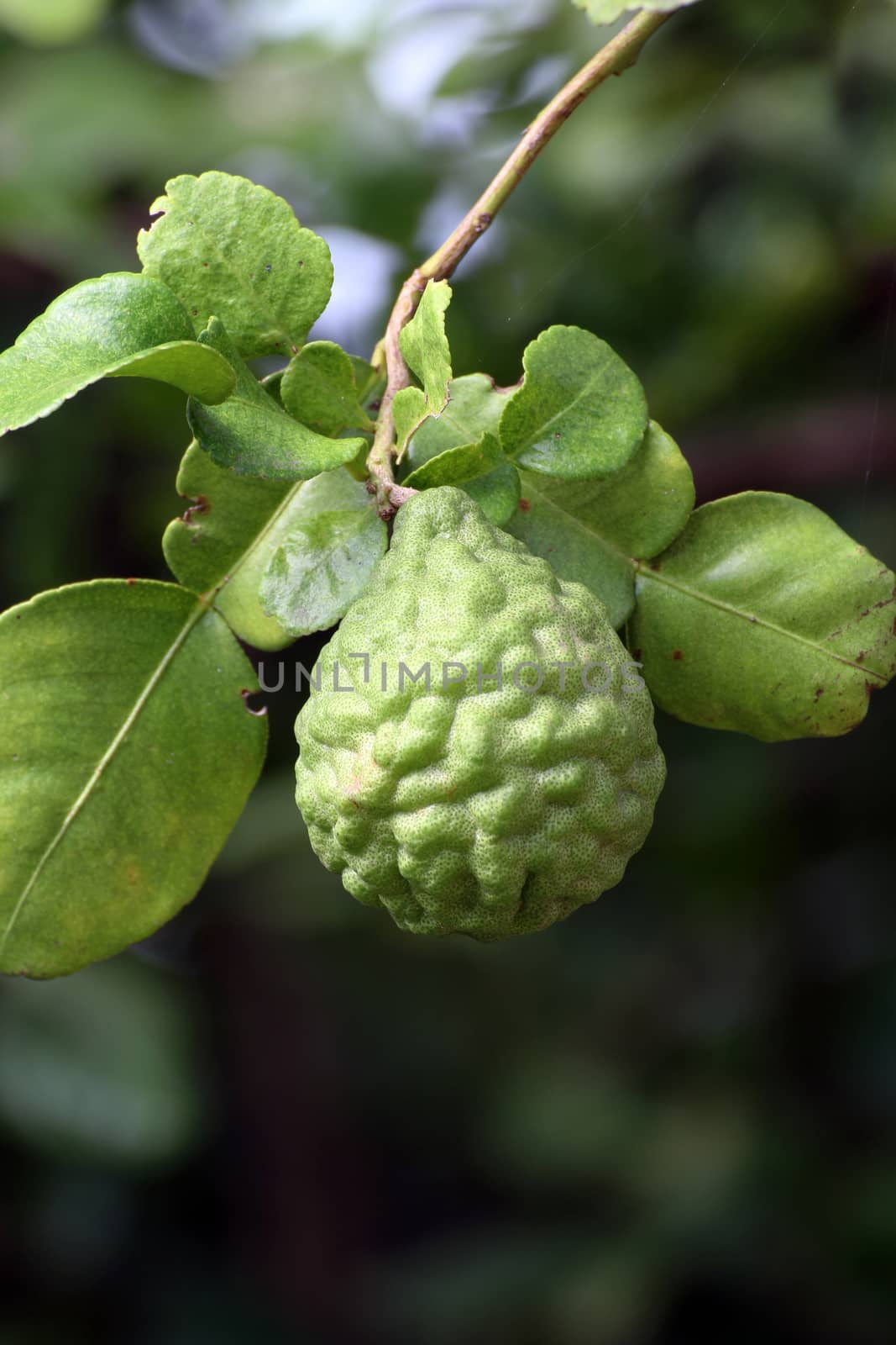Bergamot on tree farm closeup, kaffir Lime Leaf garden by cgdeaw
