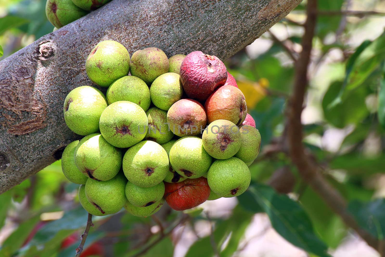 Fig fruit, Ficus Racemosa, Fig on tree nature, Fig Forest fruit, Fig red and green thai fruits by cgdeaw