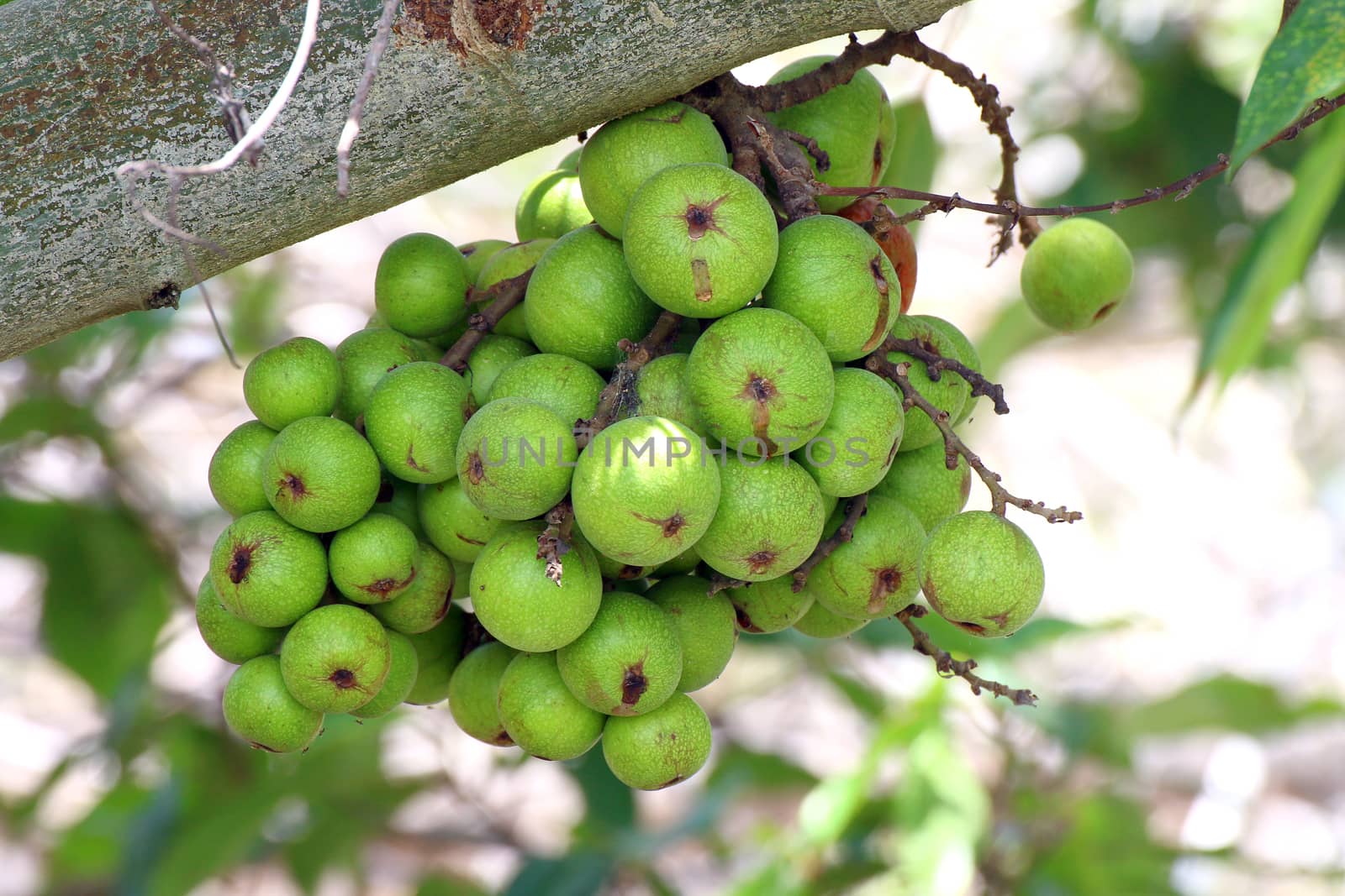 Fig fruit, Ficus Racemosa, Fig on tree nature, Fig Forest fruit, Fig raw green thai fruits by cgdeaw