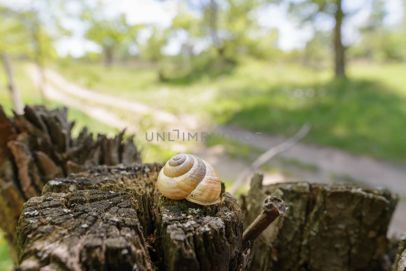 Single snail shell, on a tree trunk in the dark forest, under a dramatic light, close to a country road in spring