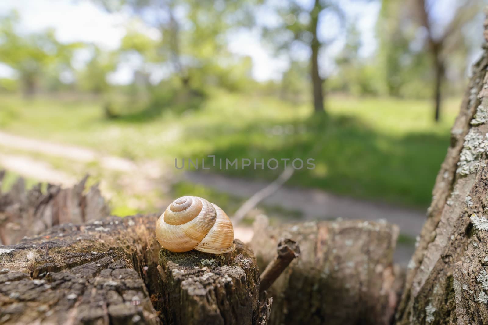 Single snail shell, on a tree trunk in the dark forest, under a dramatic light, close to a country road in spring