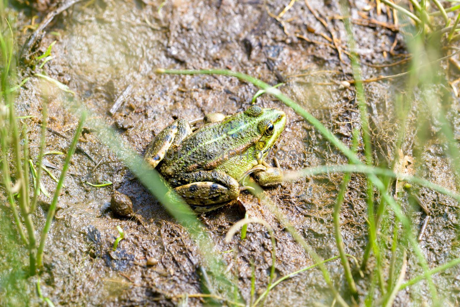 Close up of a green and brown frog close to the Dnieper river in Kiev, Ukraine