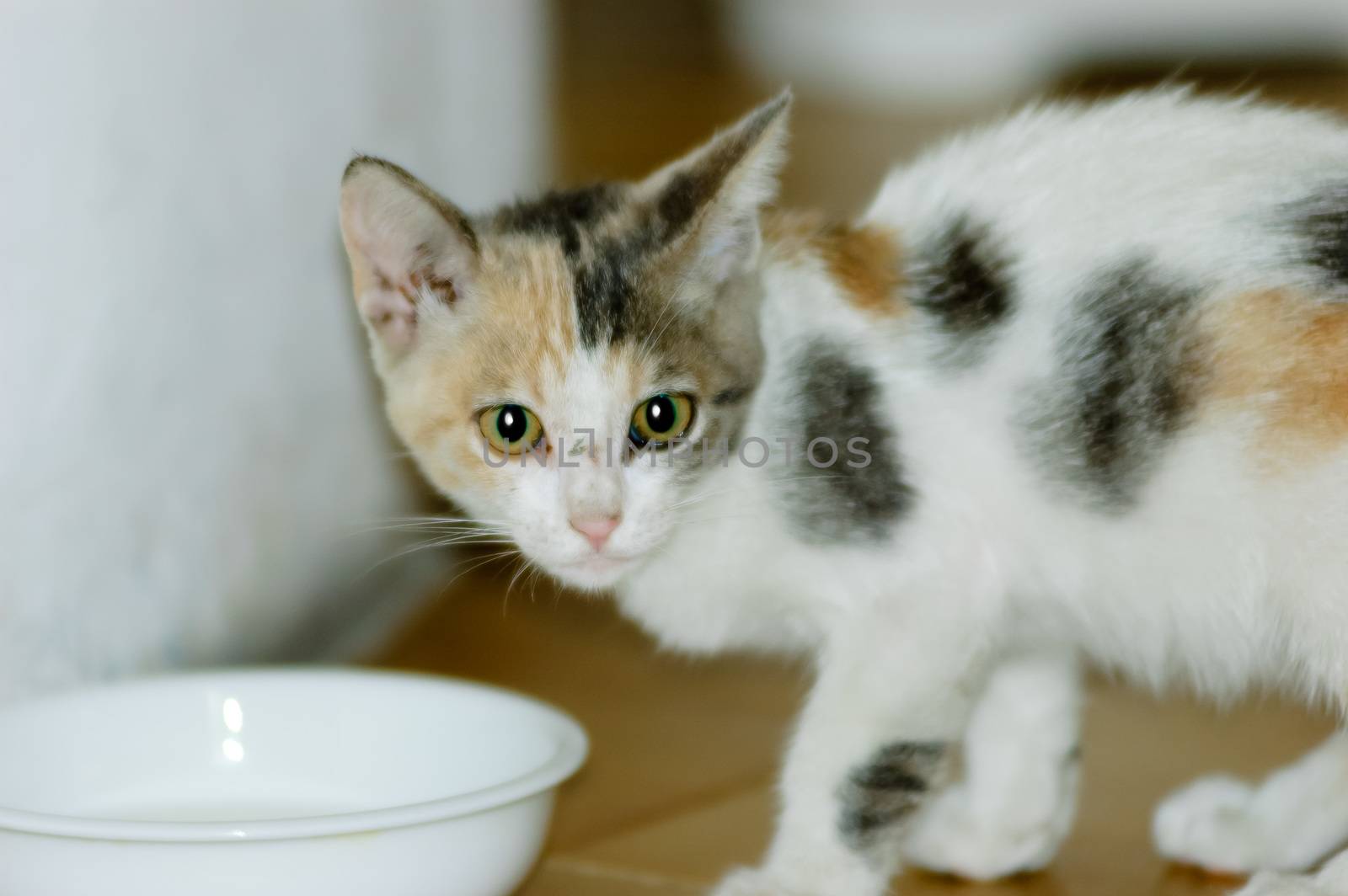 White, black and brown spotted kitten drinking milk in a little cup or bowl