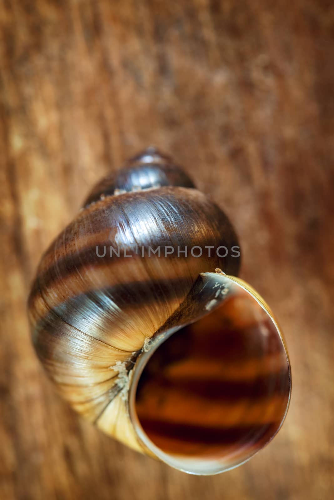 Close up of a common Periwinkle on an old  wooden plank