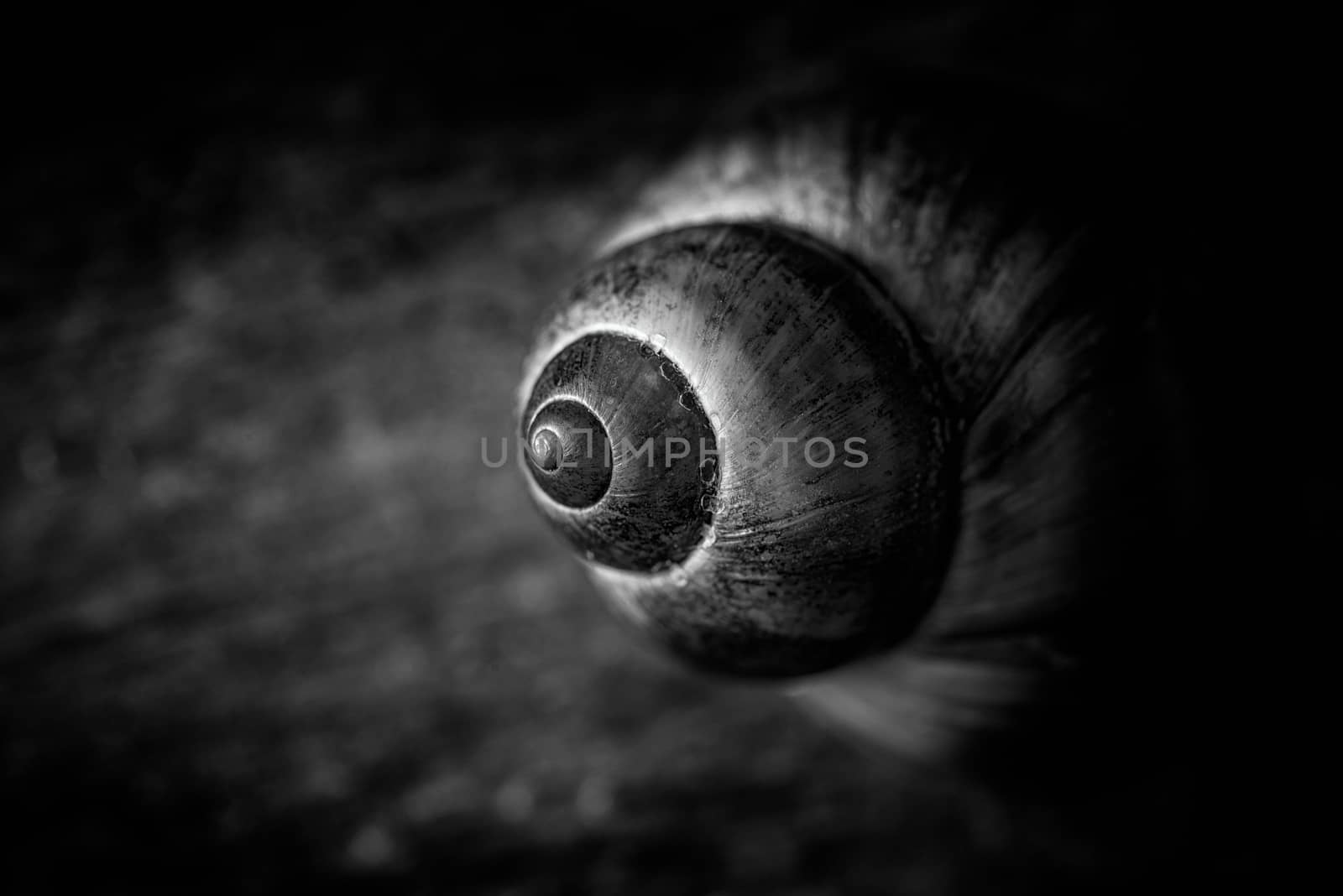 Close up of a common Periwinkle on an old  wooden plank