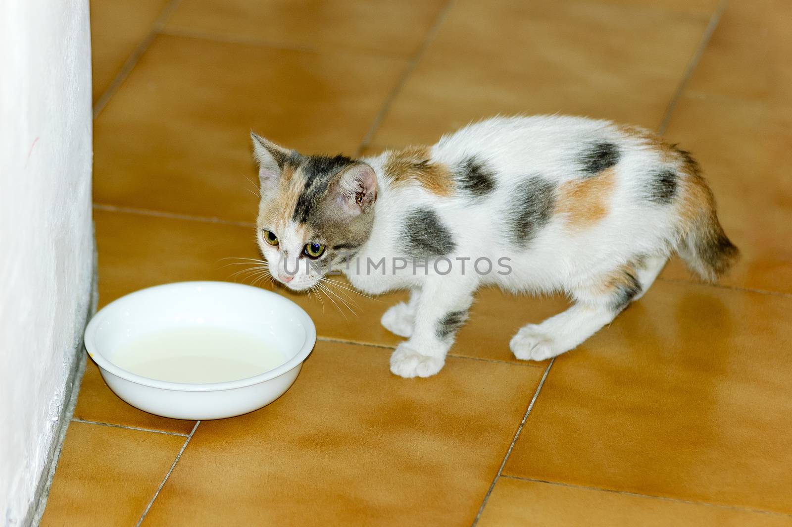 White, black and brown spotted kitten, with broken tail, drinking milk in a little cup or bowl