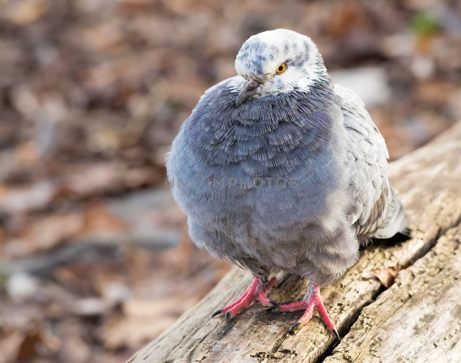 Pigeon with white head on a tree trunk