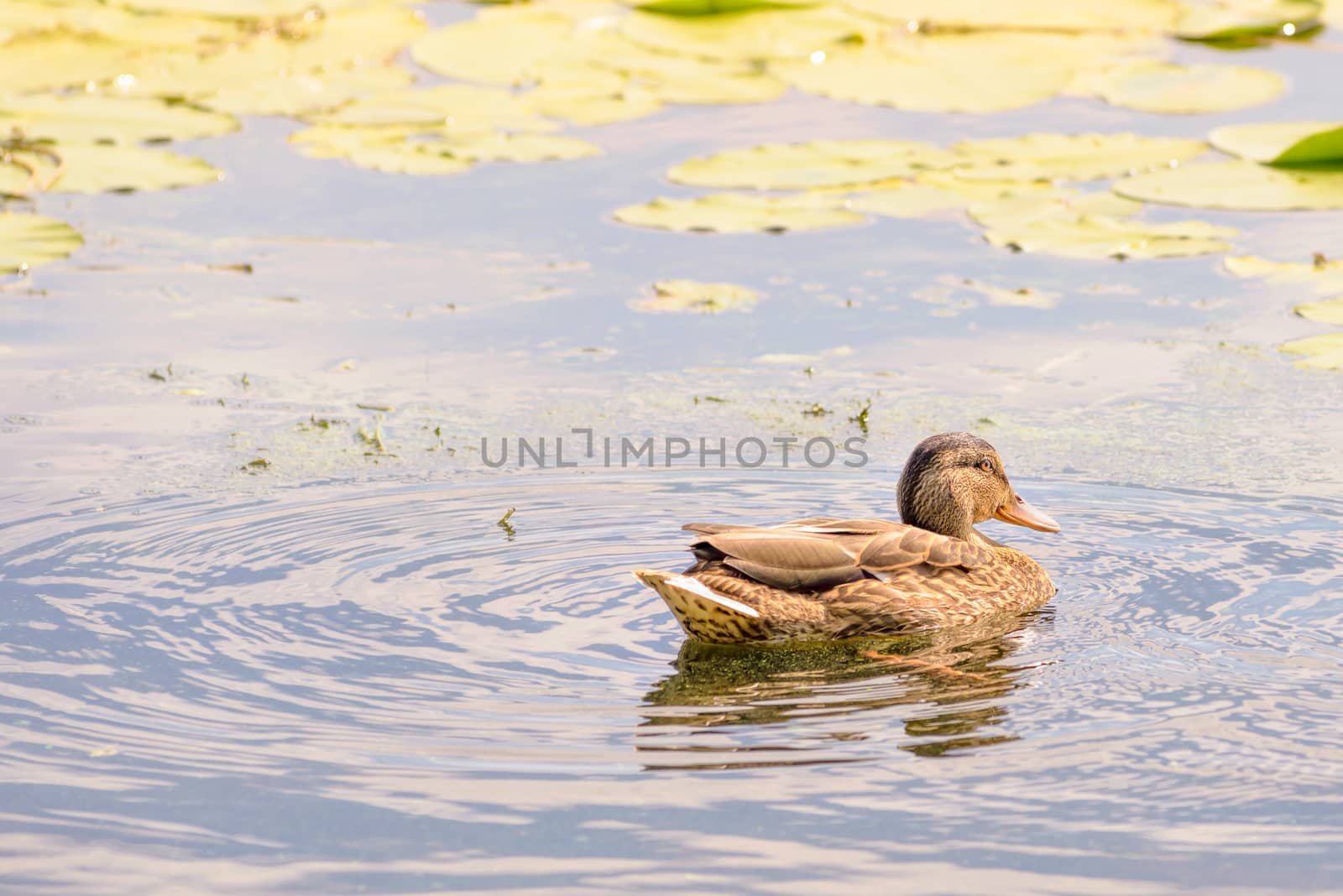 A female duck is swimming in the golden green waters of the Dnieper river at dawn in Kiev