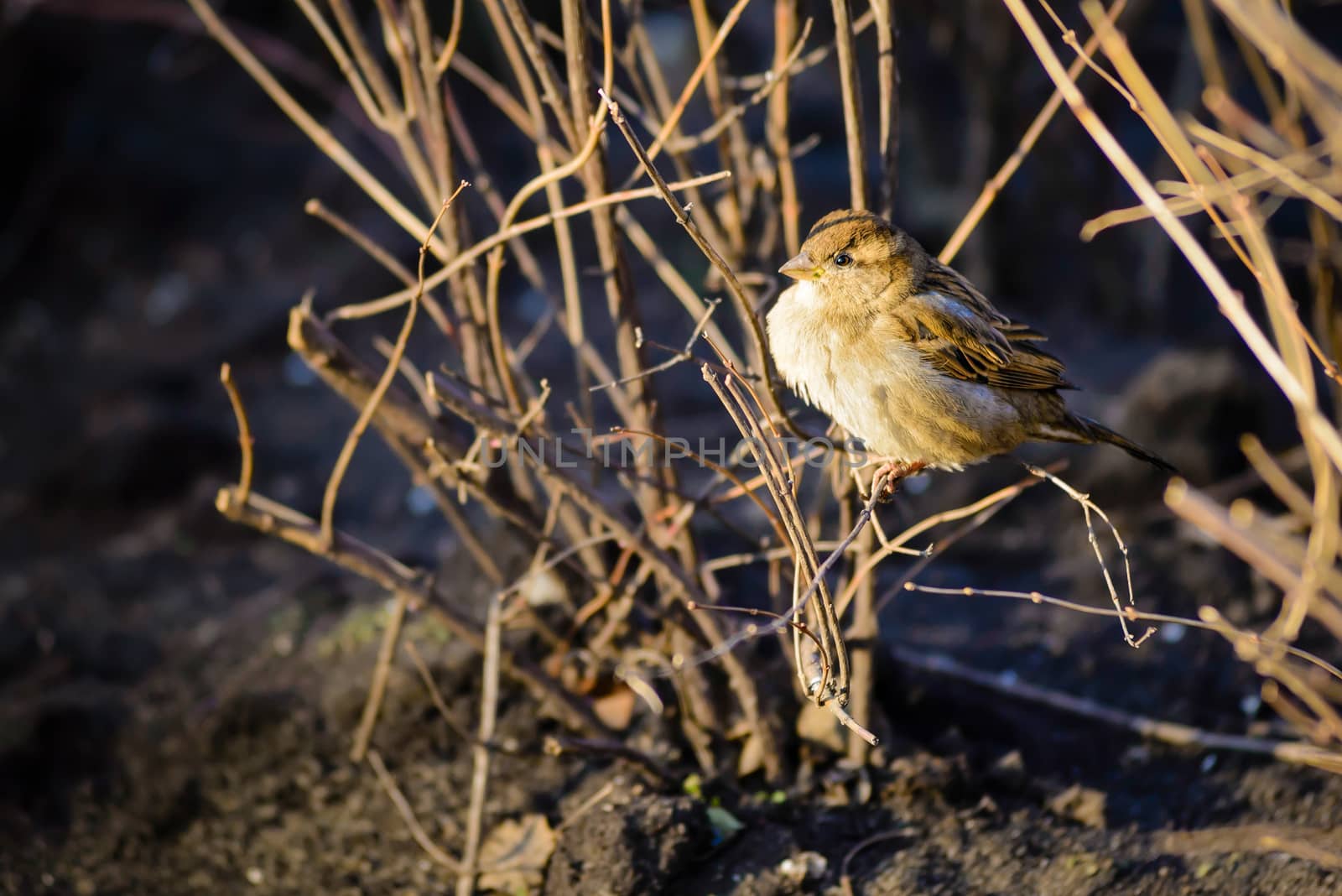 A female House Sparrow (Passer domesticus) under the yellow winter morning light