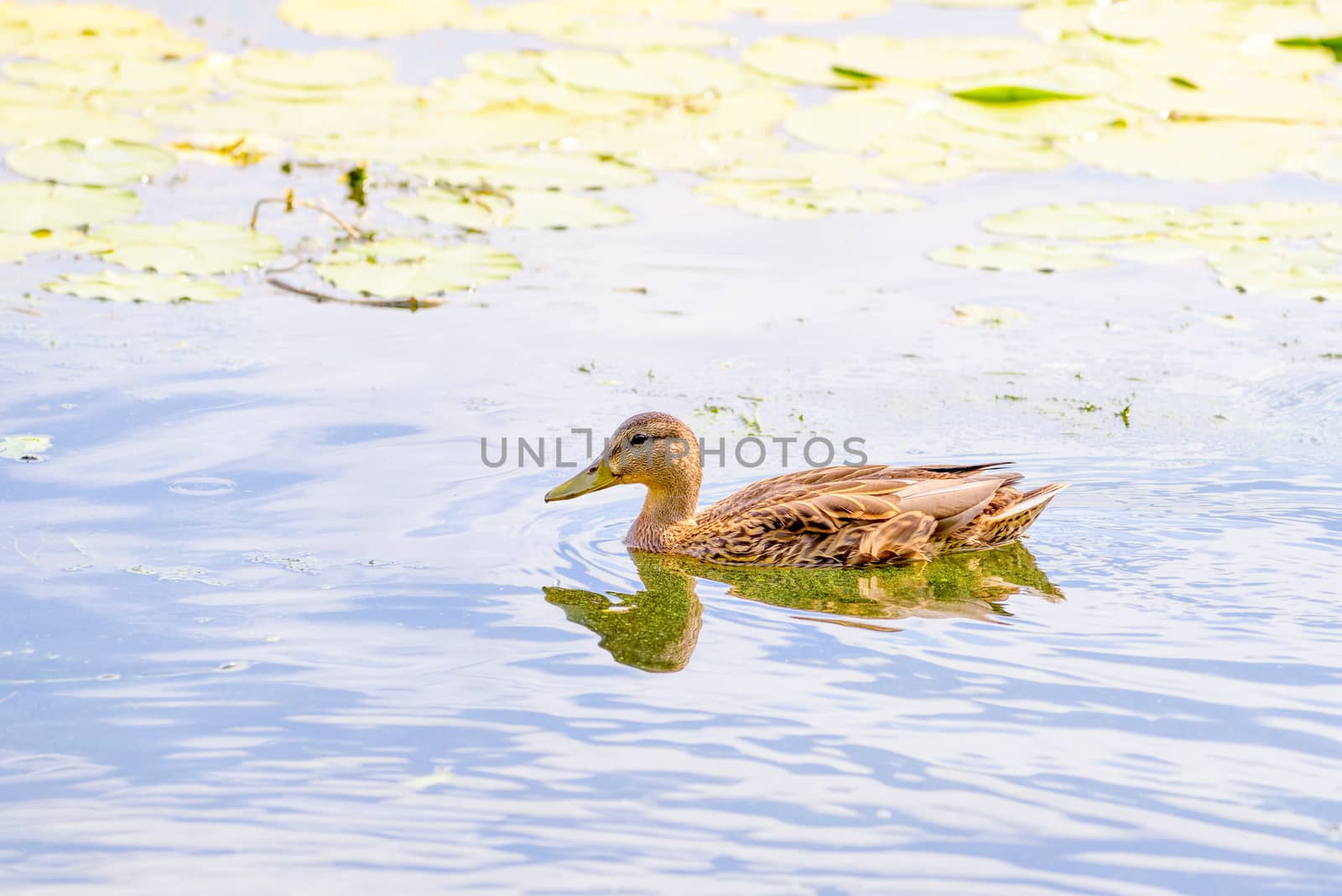 Female Duck Swimming by MaxalTamor