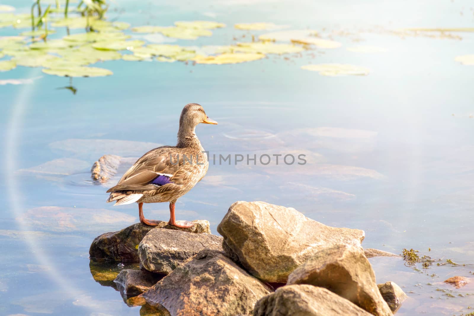 A female duck is standing close to the green waters of the Dnieper river at dawn in Kiev