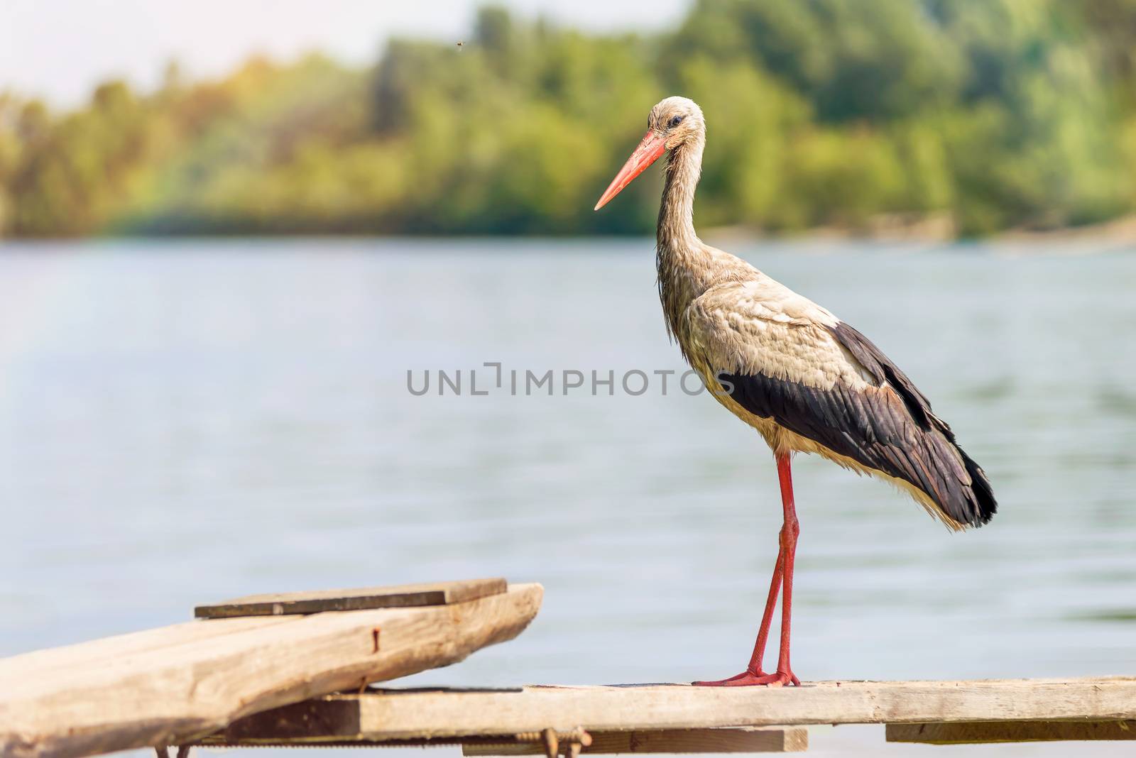 Stork on the Pontoon by MaxalTamor