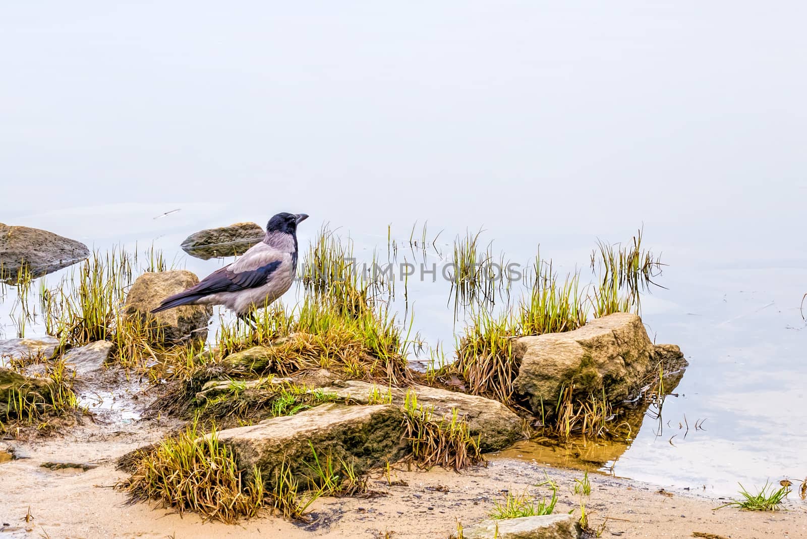 A black crow close to the Dnieper river in Kiev during winter