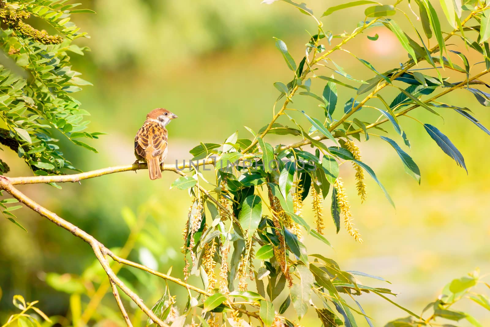 Sparrow on a Branch by MaxalTamor