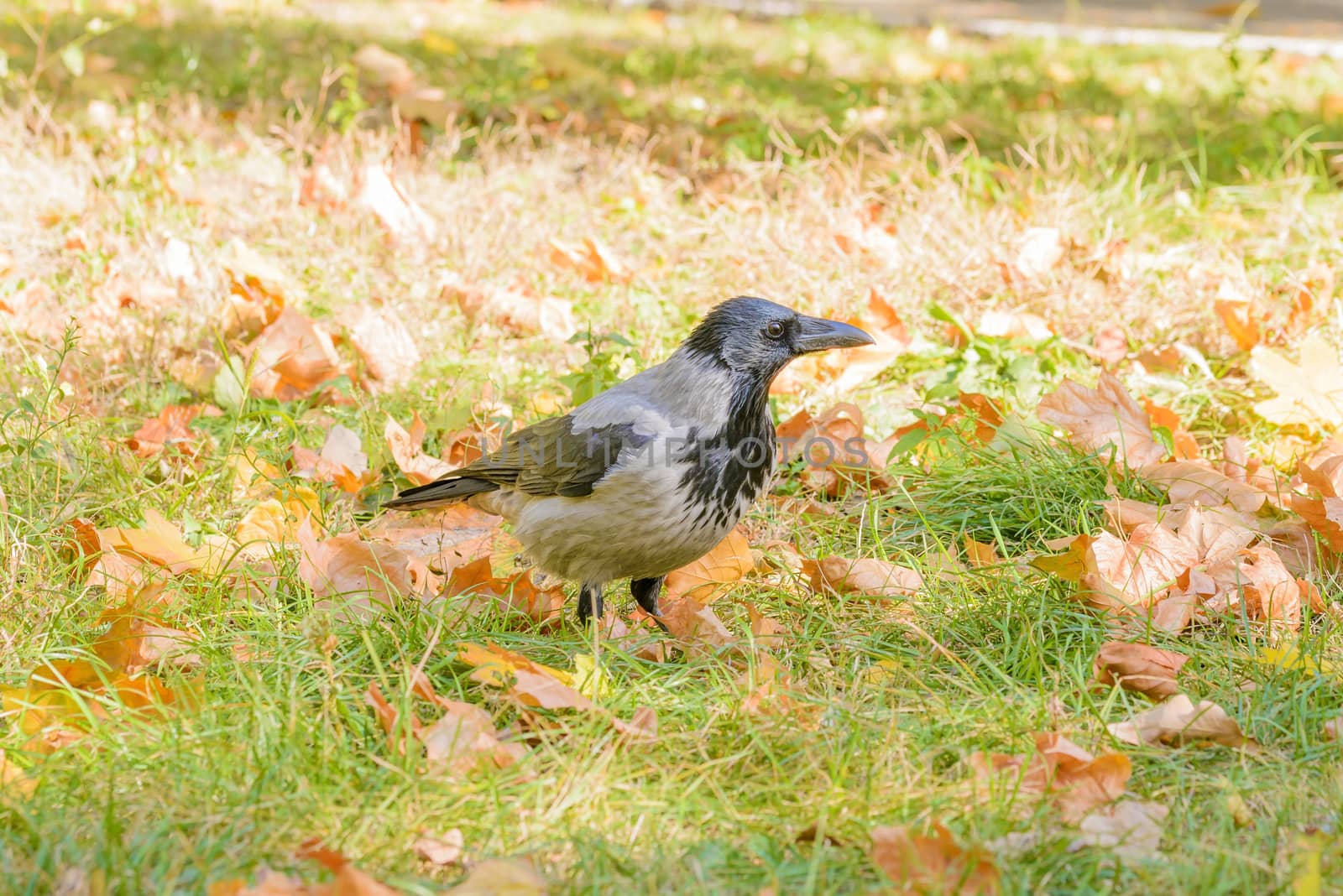 Hooded Crow in Autumn by MaxalTamor