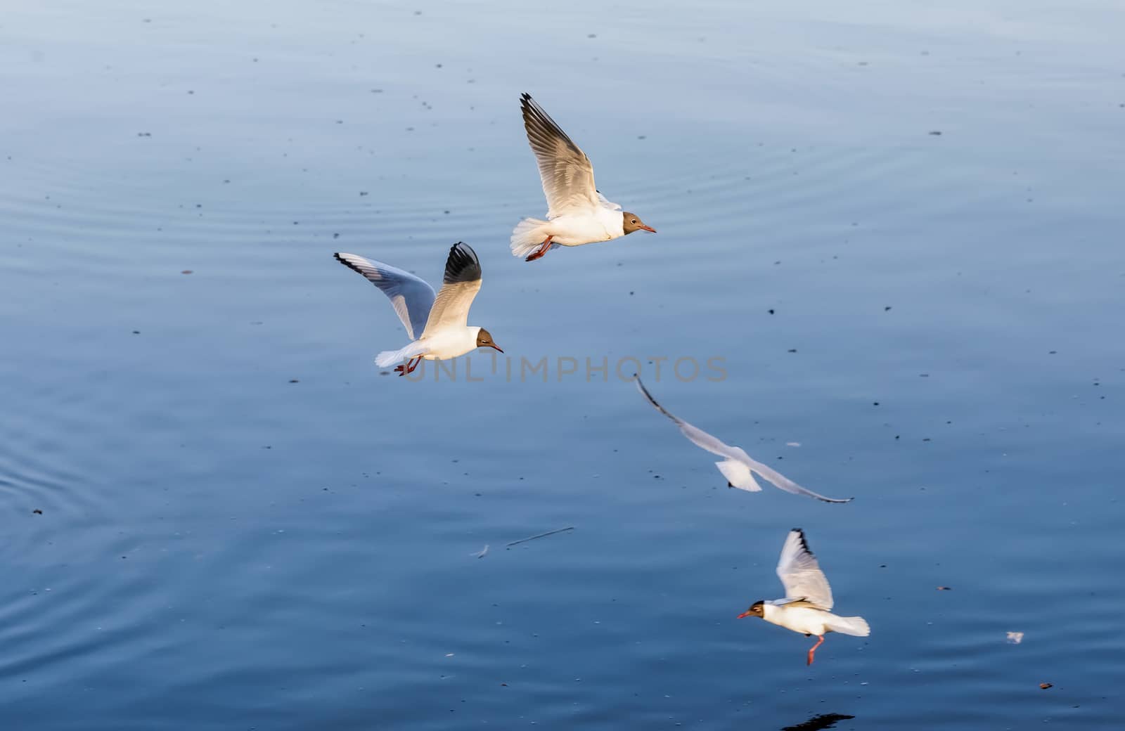 Seagull over the Water by MaxalTamor