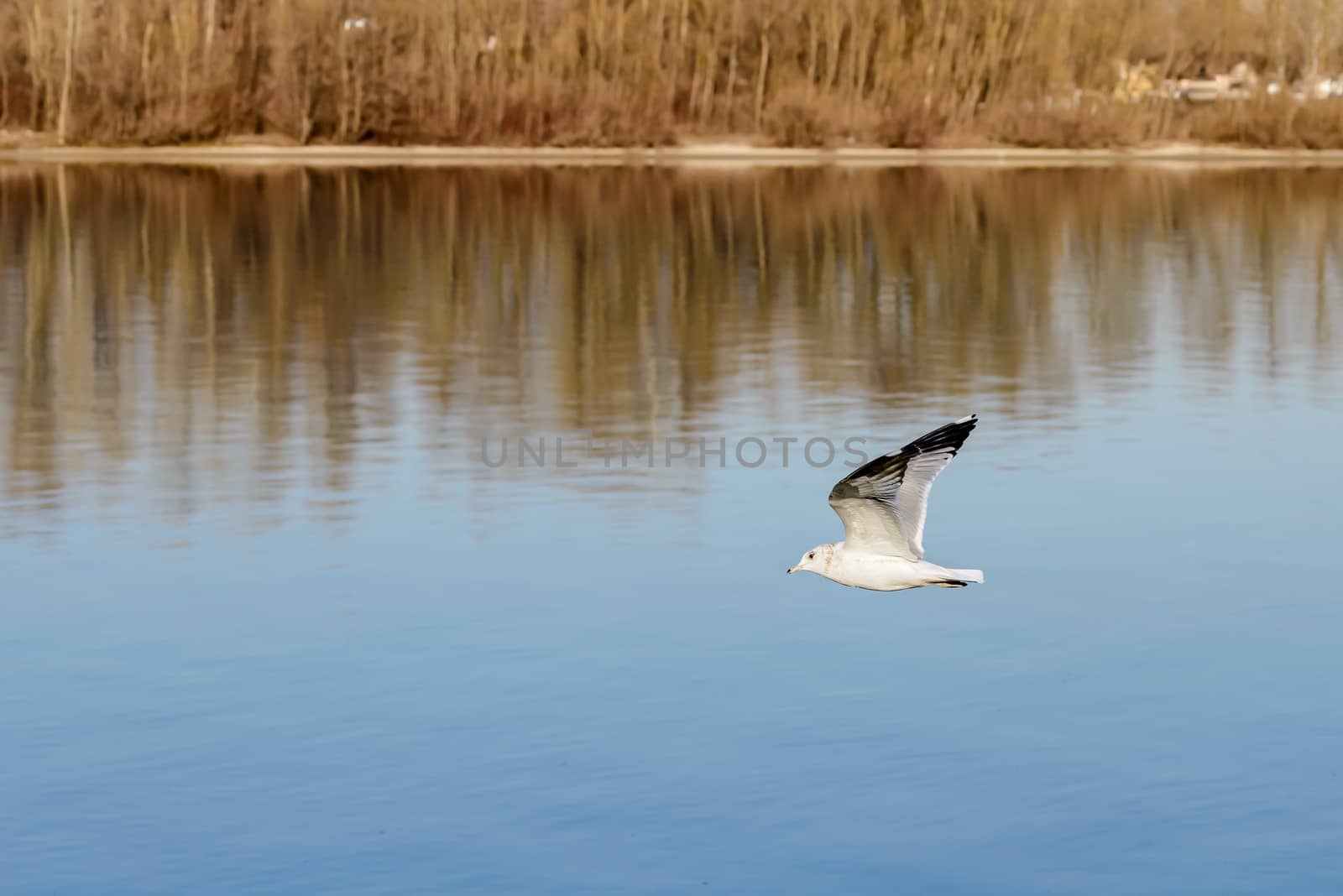 A seagull is flying over the blue waters of the Dnieper river in Kiev the capitol of Ukraine