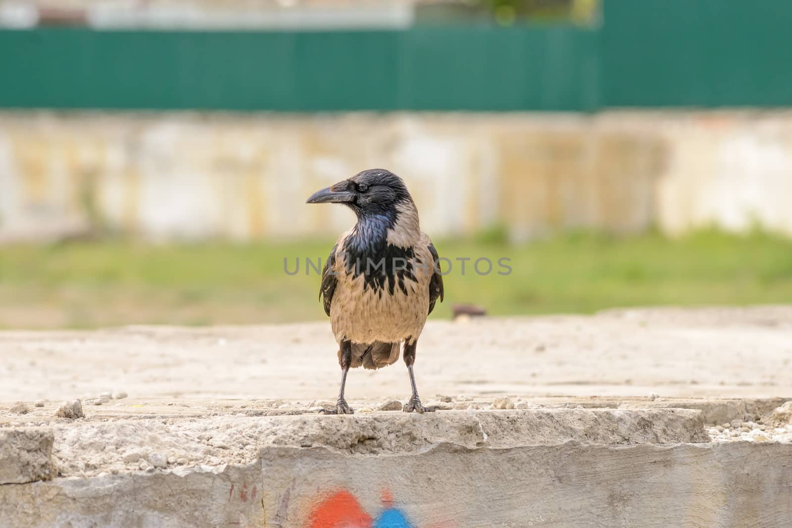 Hooded Crow on a Wall by MaxalTamor