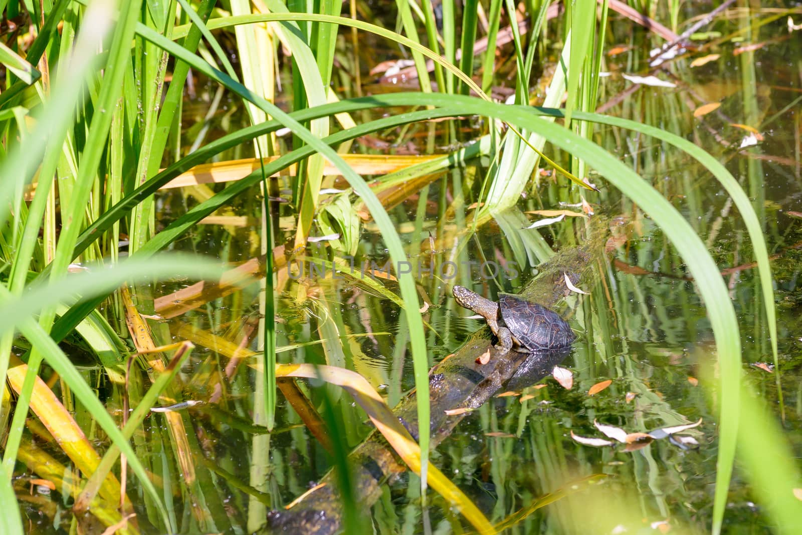An aquatic turtle is resting under the sun on a tree branch floating on the pond's water surrounded by Typha latifolia reeds leaves