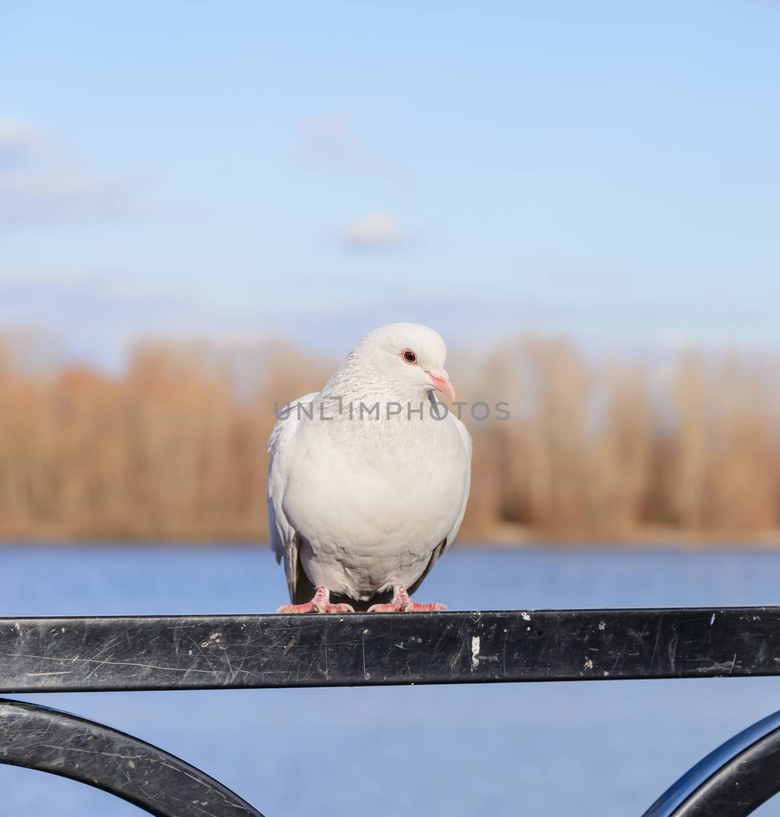 A big white pigeon, we could call a dove, stay perched on the fence close to the river