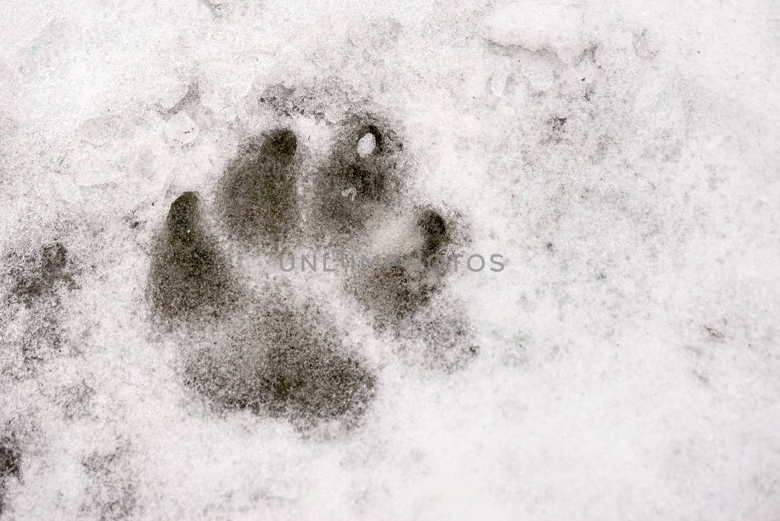 Animal Print on the Snow by MaxalTamor