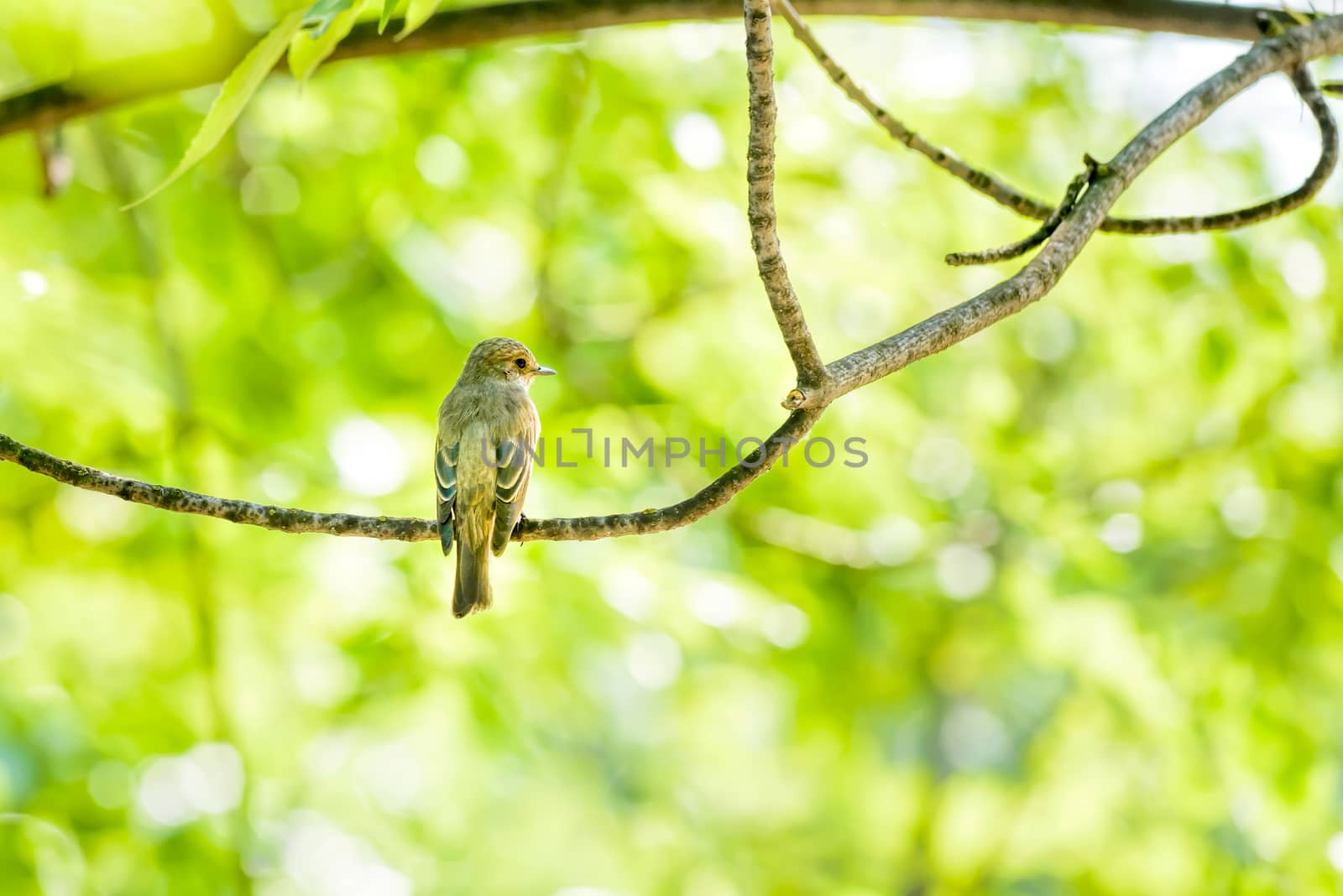 Collared Flycatcher by MaxalTamor