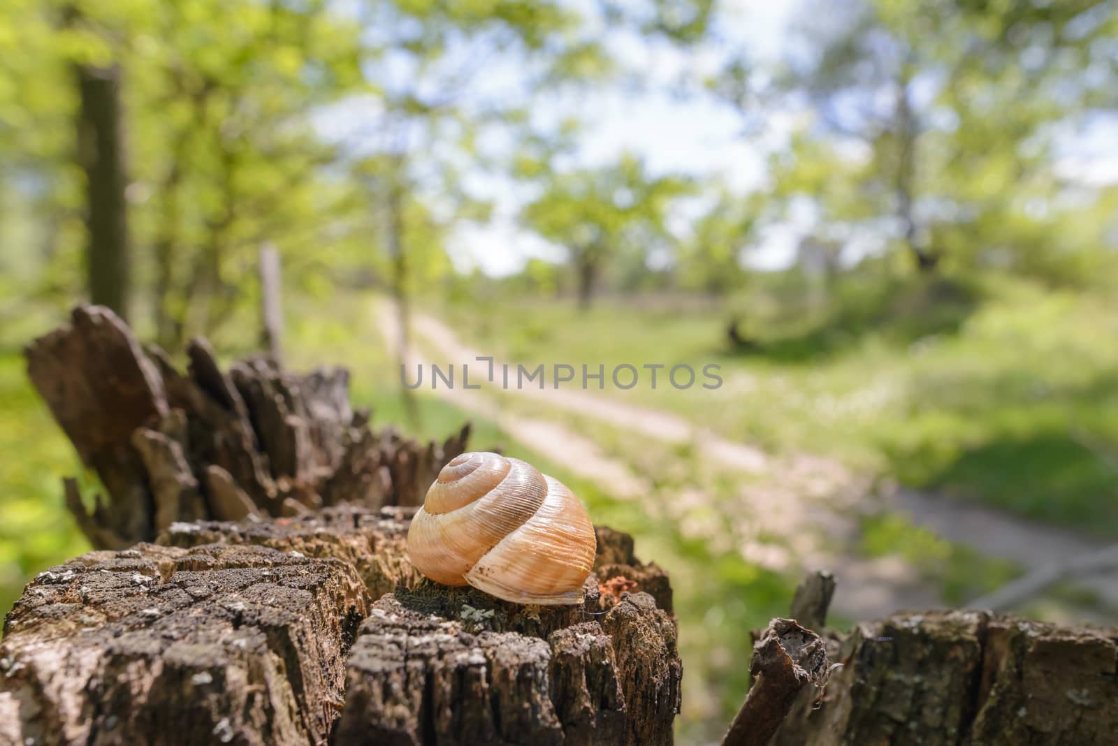 Snail's shell on a tree by MaxalTamor