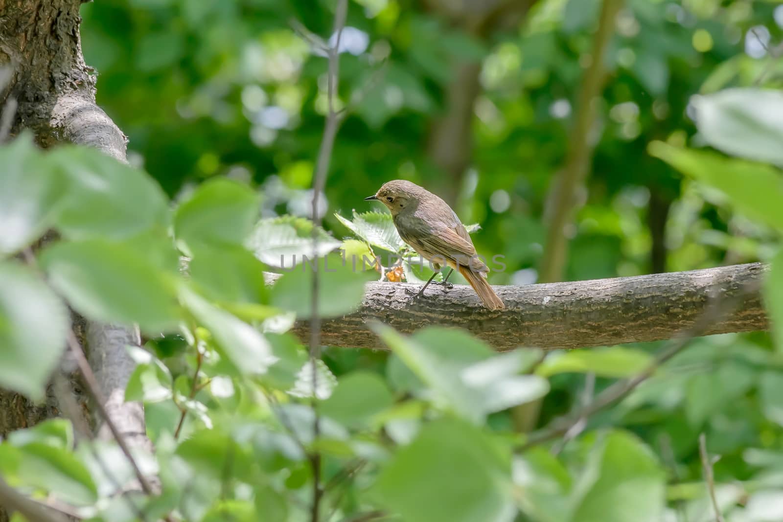 A nightingale is perched on a branch in the wood close to the Dnieper river in Kiev the capital of Ukraine