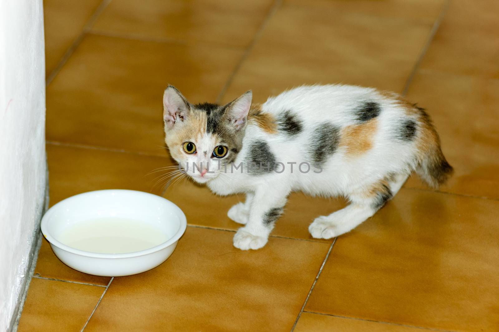 White, black and brown spotted kitten, with broken tail, drinking milk in a little cup or bowl