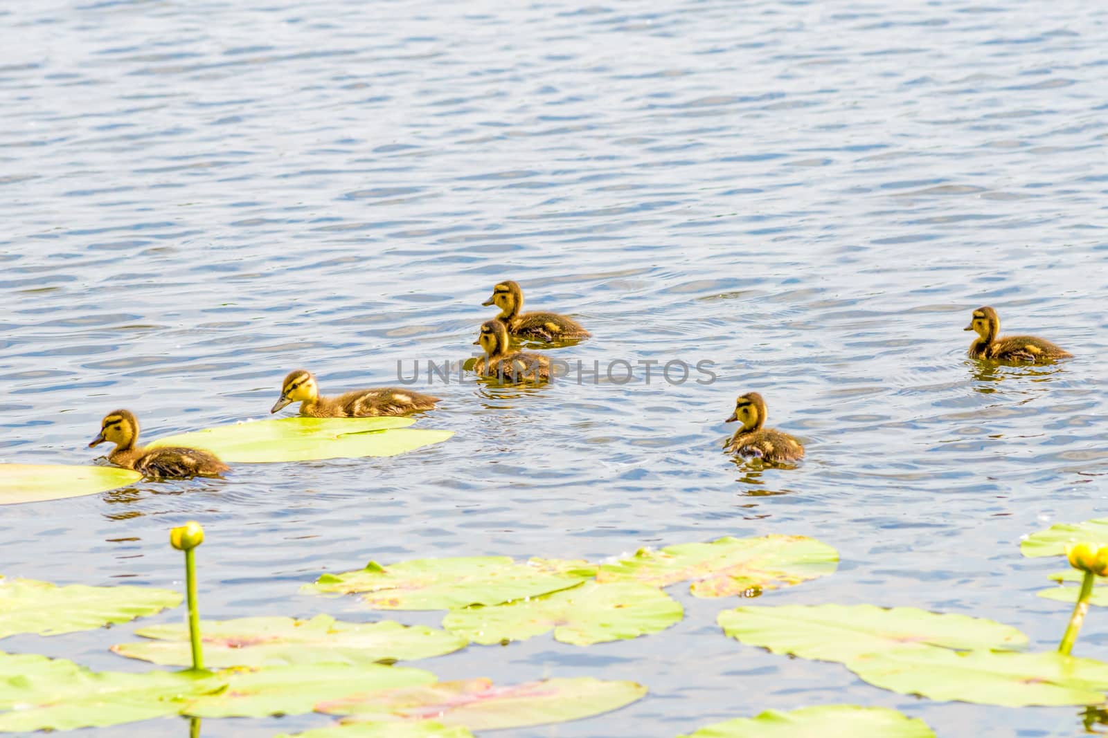 Many ducklings are swimming on the river close to the yellow waterlilies