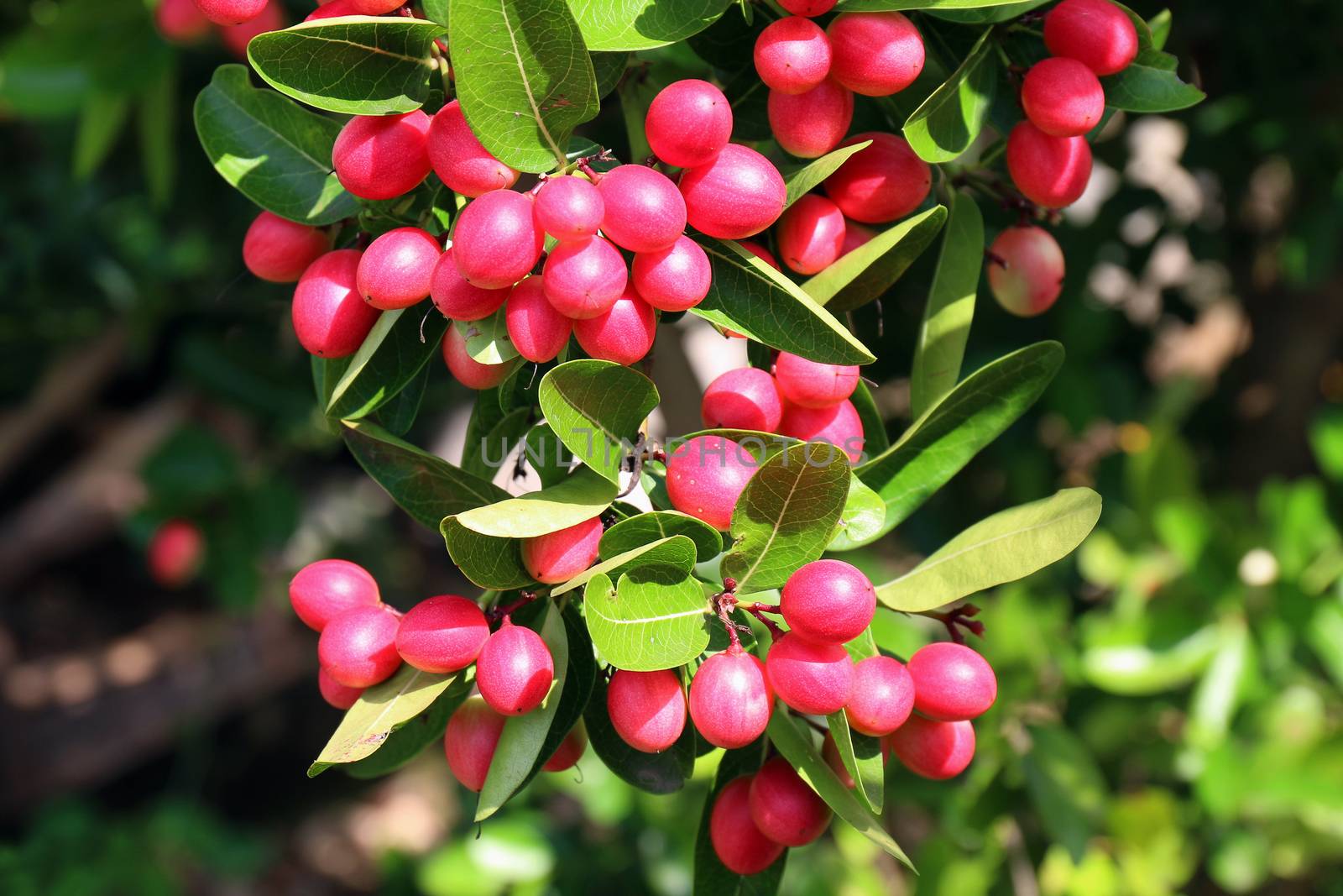 Carissa carandas, Carunda, Karonda seeds ripe pink or red colorful, tropical citrus karanda or koromcha fruit, Karanda(or carunda) fresh karanda(or Carunda) by cgdeaw