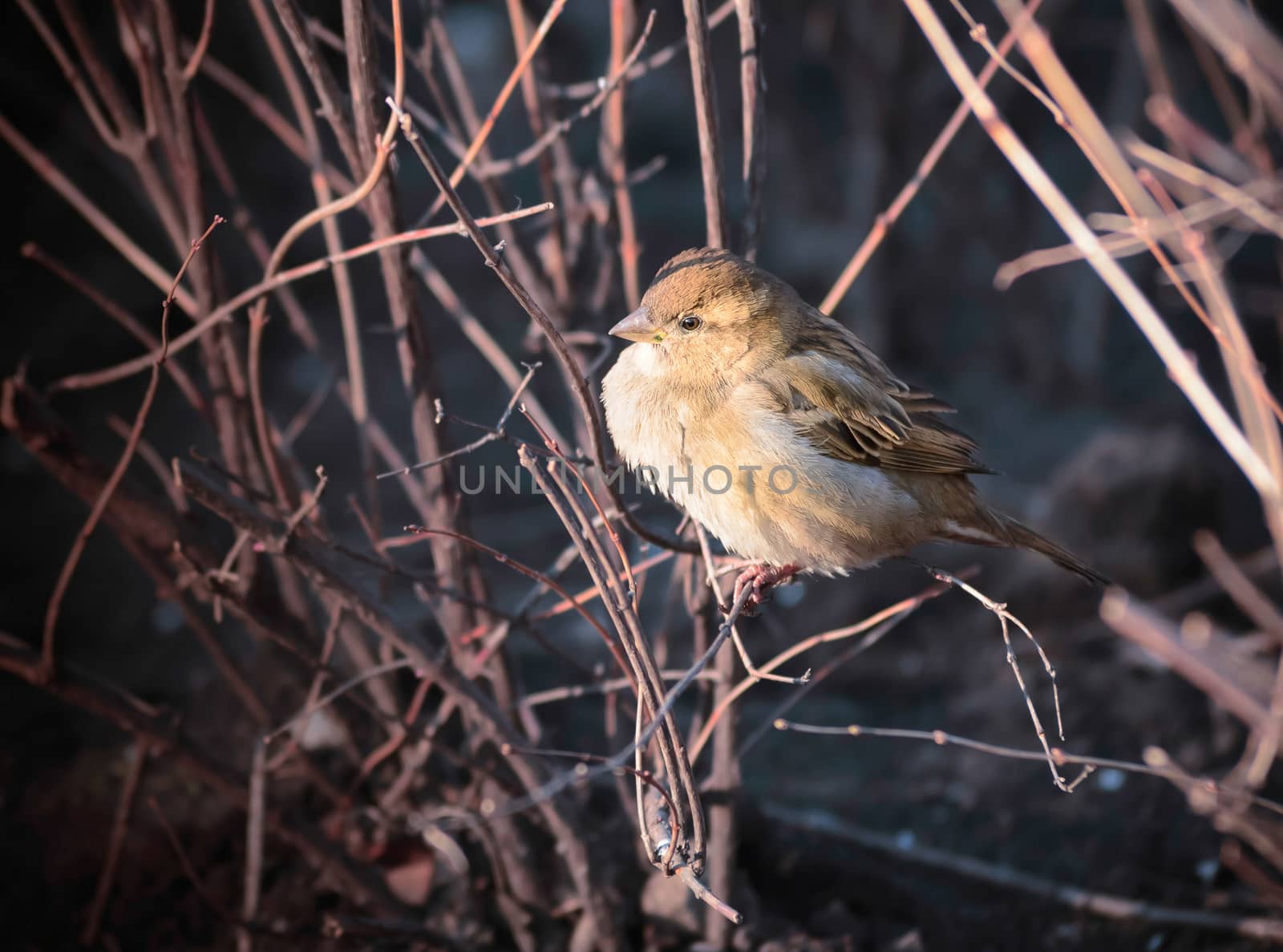 Female House Sparrow  by MaxalTamor