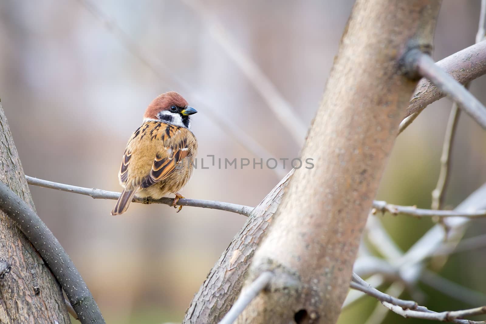 An Eurasian tree sparrow (passer montanus) is perched  on a branch in winter