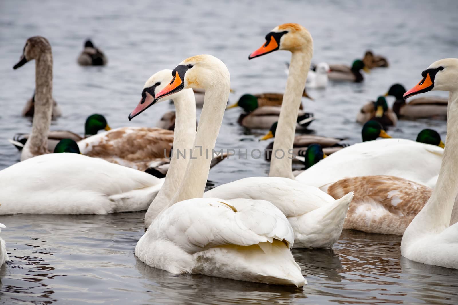 Swans and Ducks on the Frozen Dnieper River by MaxalTamor