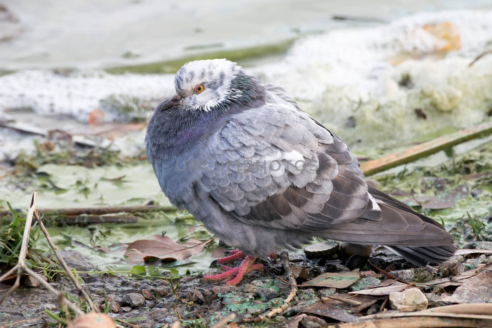 Pigeon with white head feels cold close to the river