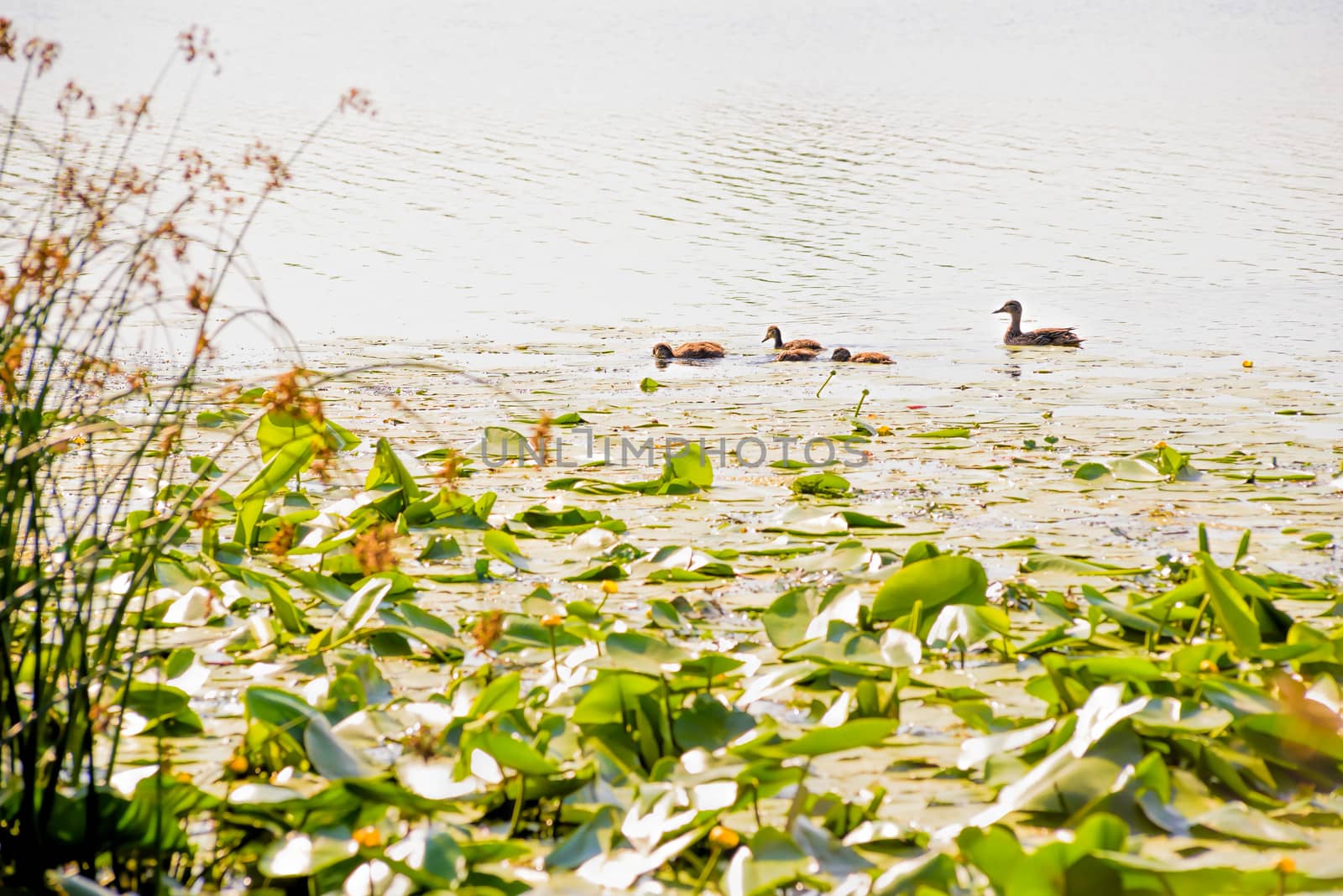 Young ducks and mother fishing in the Dnieper river in Kiev, close to Nuphar Lutea