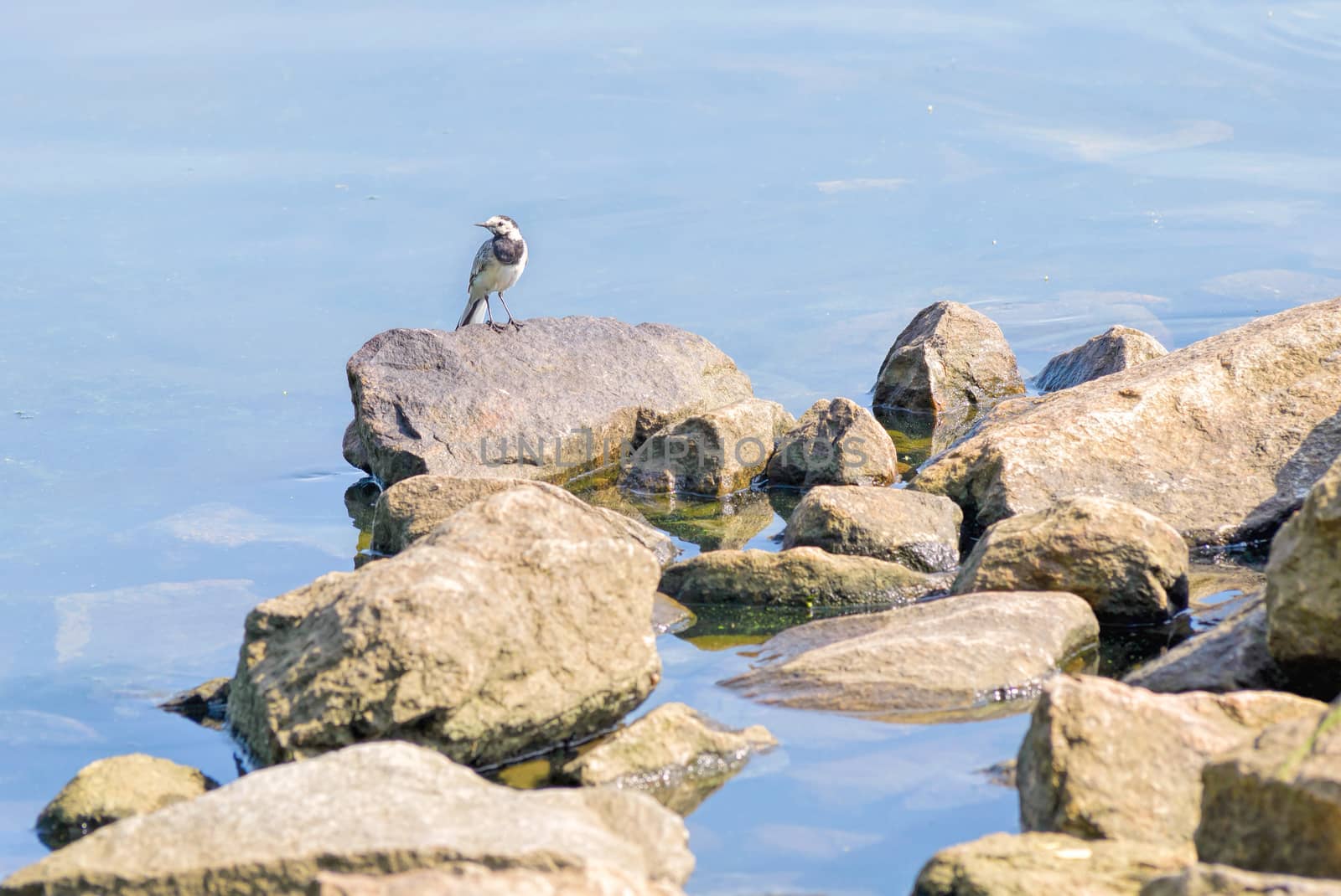 White wagtail standing on a rock close to the Dnieper river in Kiev, Ukraine