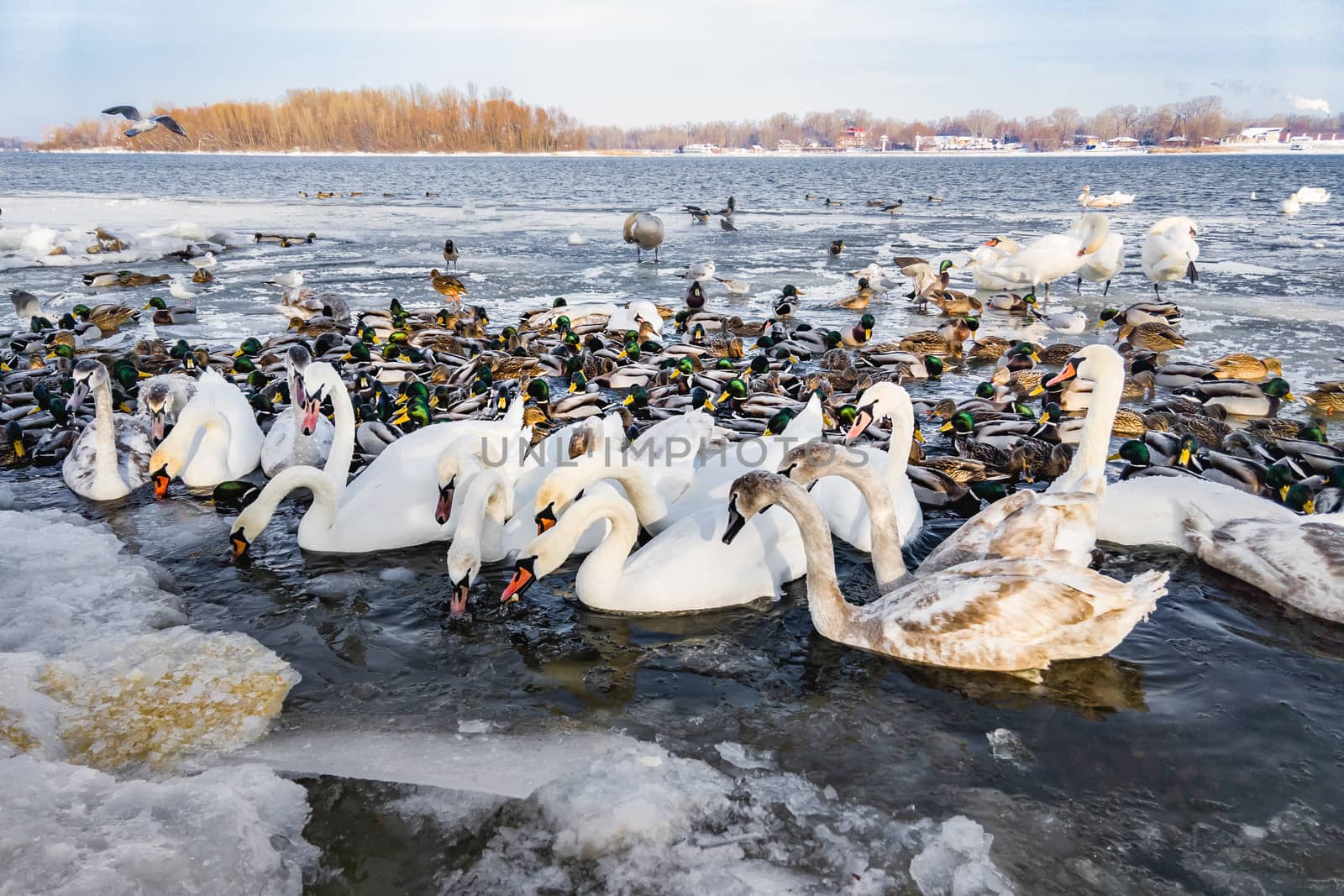 A multitude of wild swans and ducks on the frozen Dnieper river in Kiev, Ukraine, during the cold and snowy winter