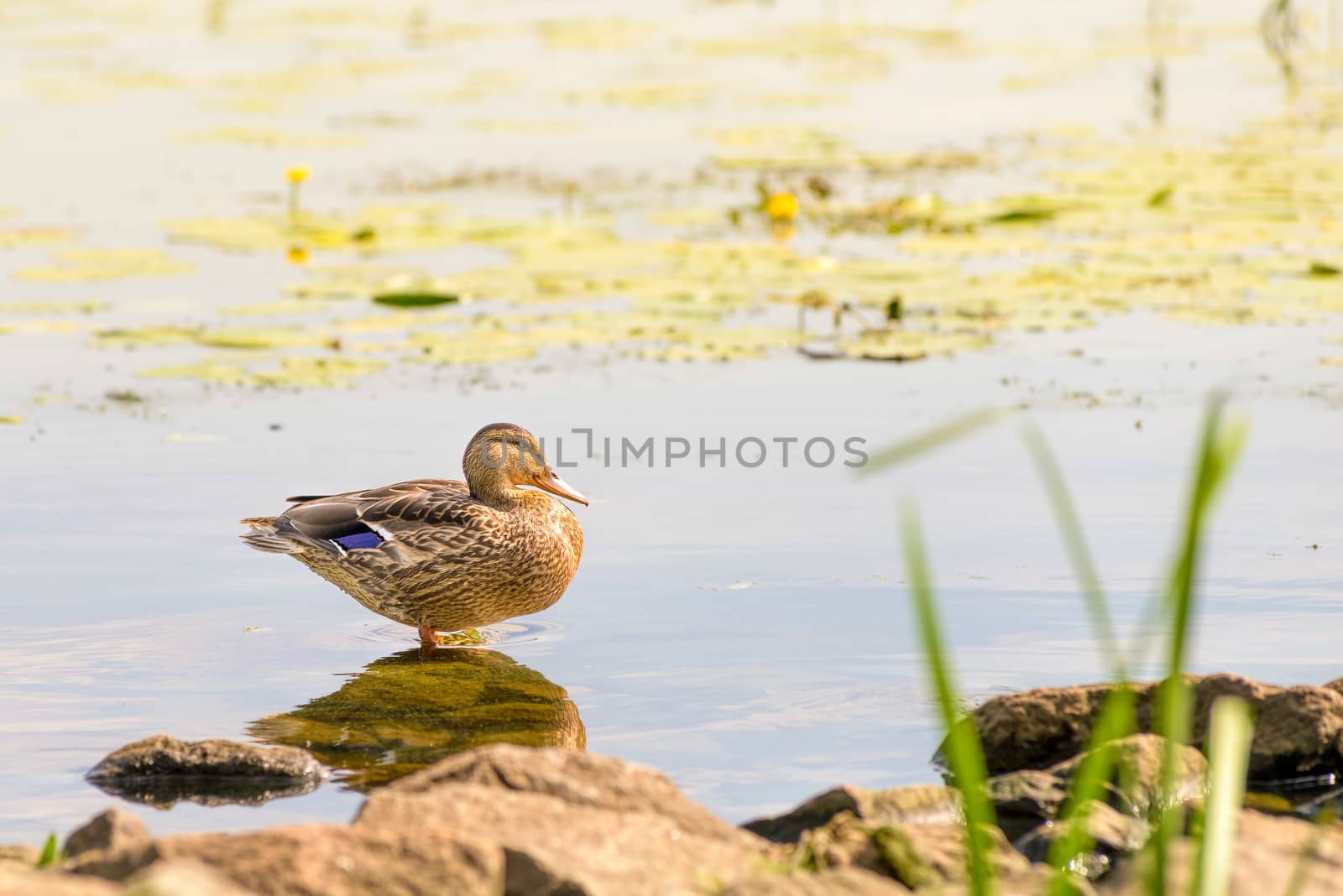 Female Duck on a Rock by MaxalTamor