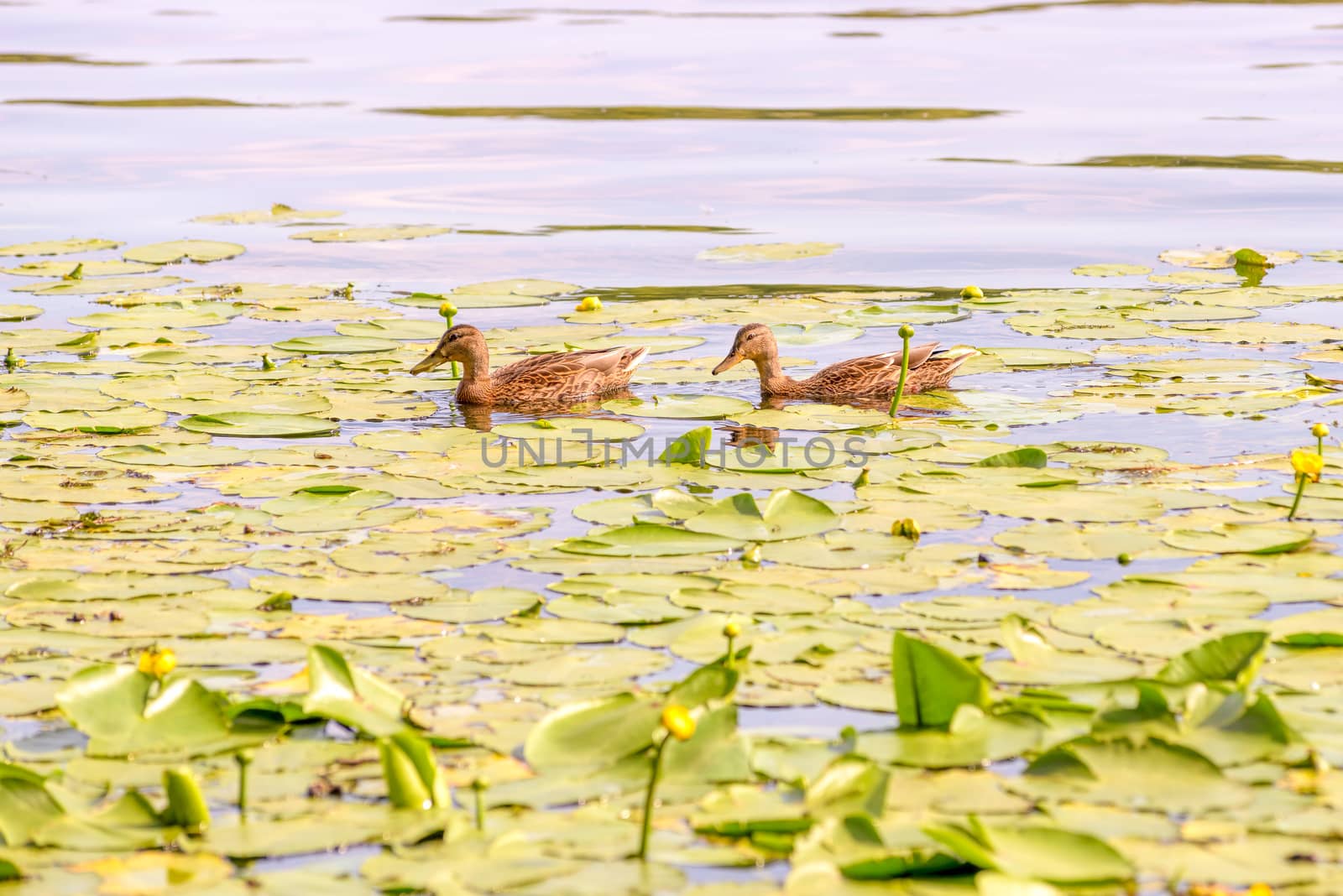 A couple of  female duck is swimming in the waters of the Dnieper river covered by Nuphar lutea with yellow flowers at dawn in Kiev