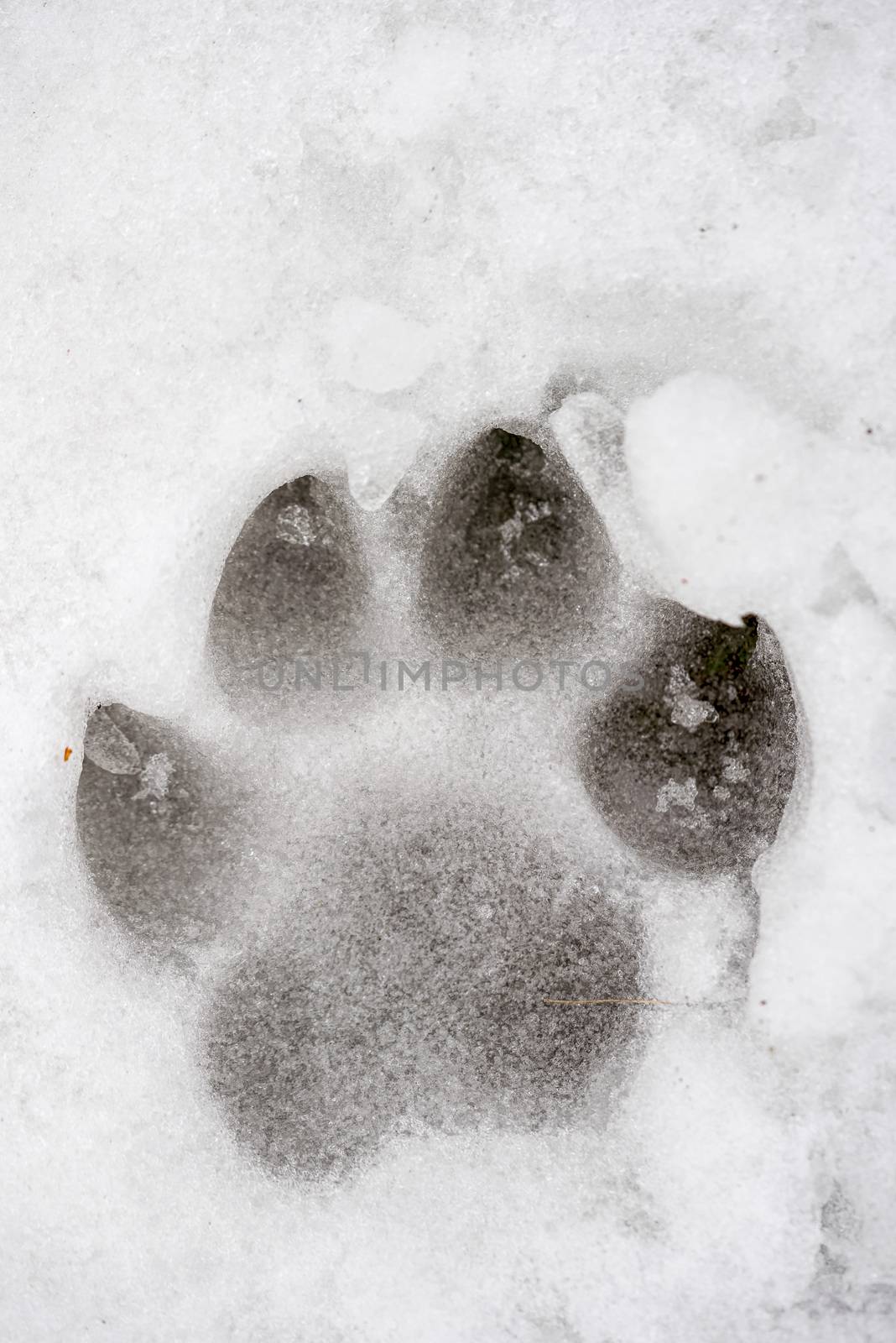 Animal Print on the Snow by MaxalTamor