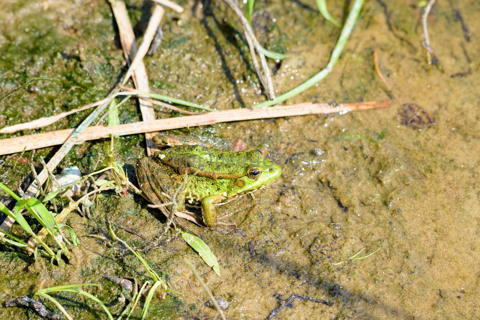 Close up of a green frog close to the Dnieper river in Kiev, Ukraine