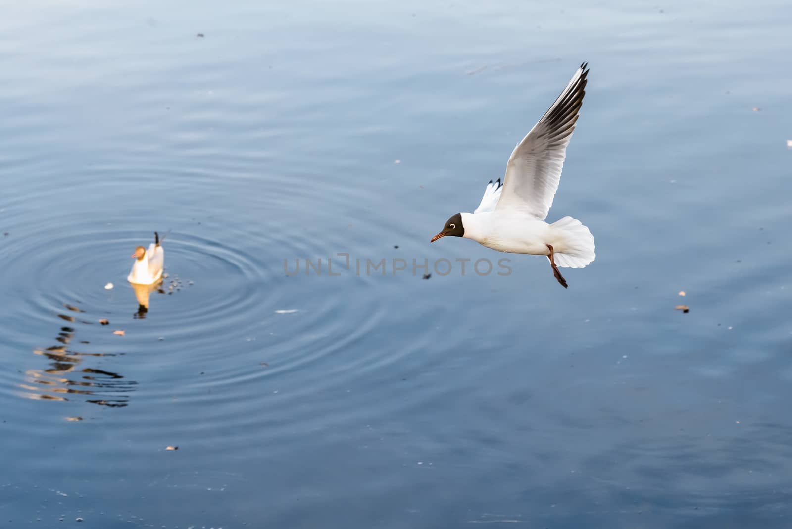 A black-headed seagull, Chroicocephalus ridibundus, is flying over the blue waters of the Dnieper river in Kiev the capitol of Ukraine