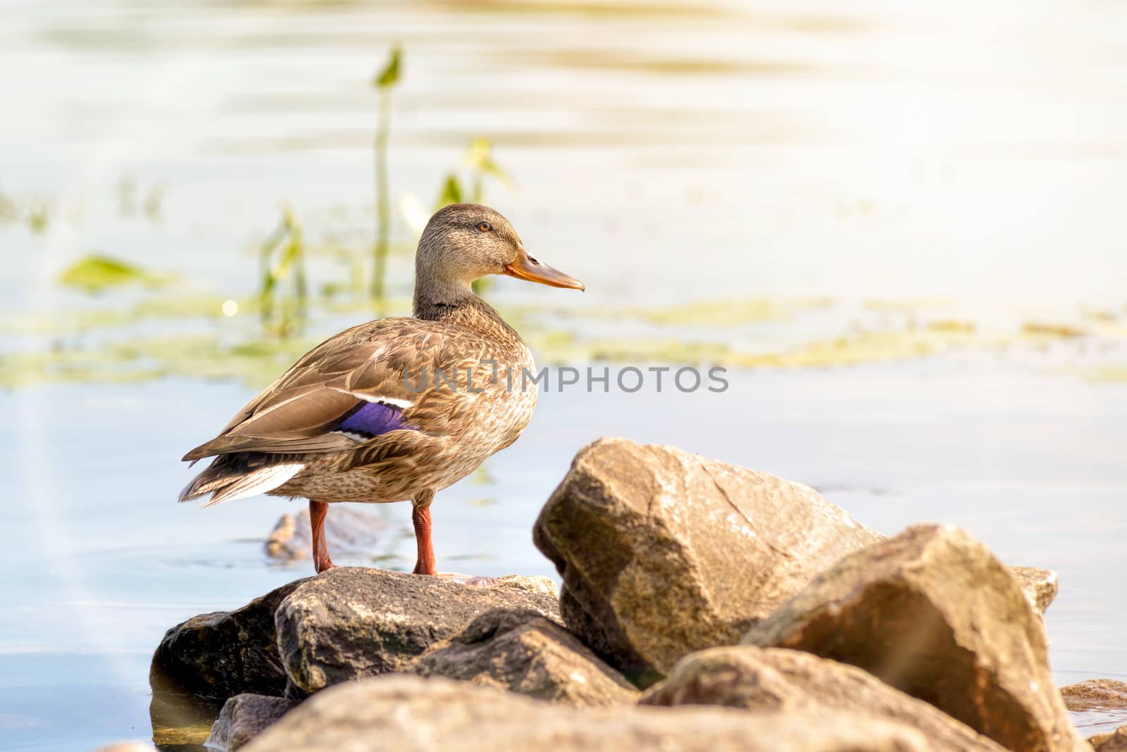 A female duck is standing close to the golden waters of the Dnieper river at dawn in Kiev