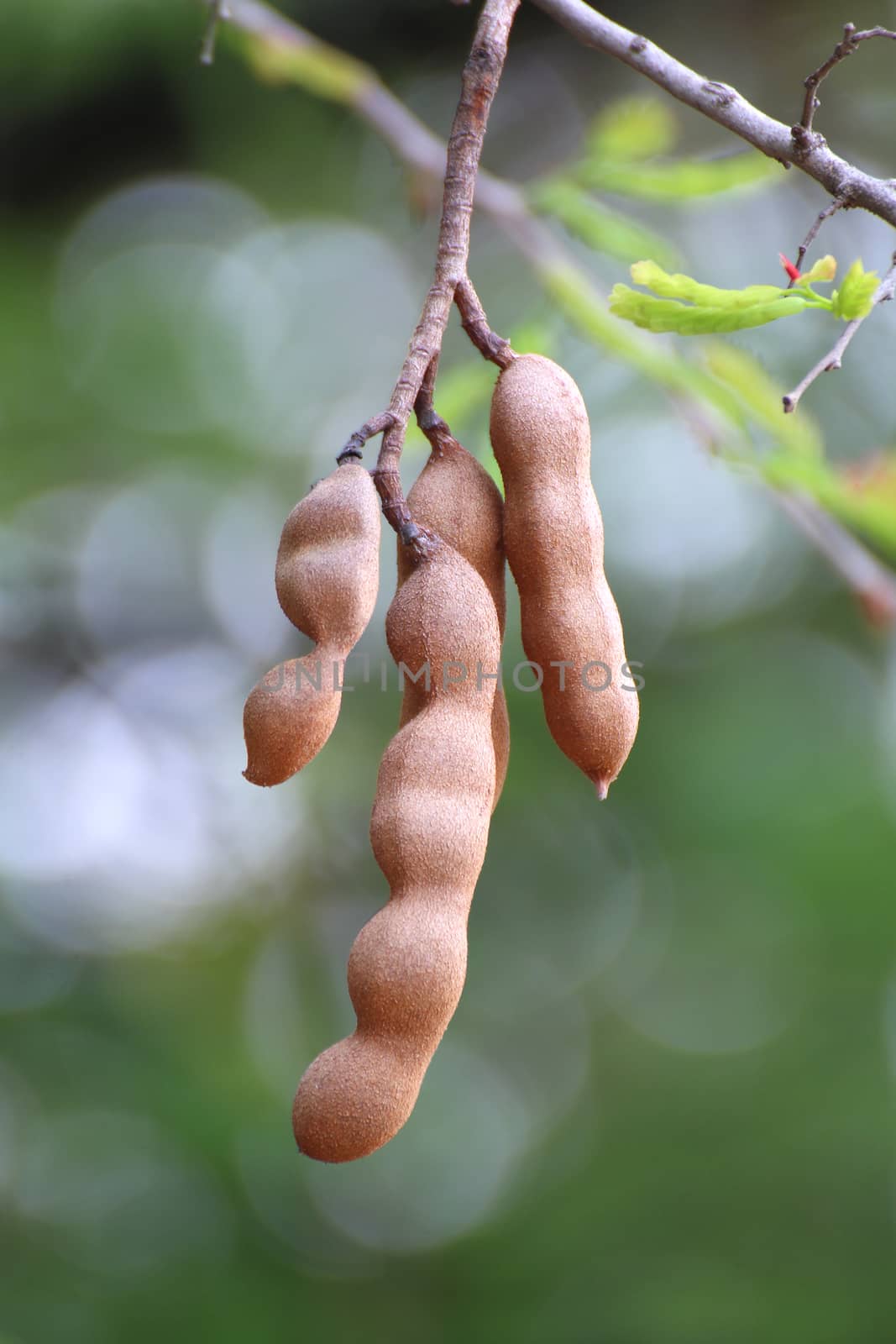 tamarind, tamarind fresh young on tree tamarind (selective focus) by cgdeaw